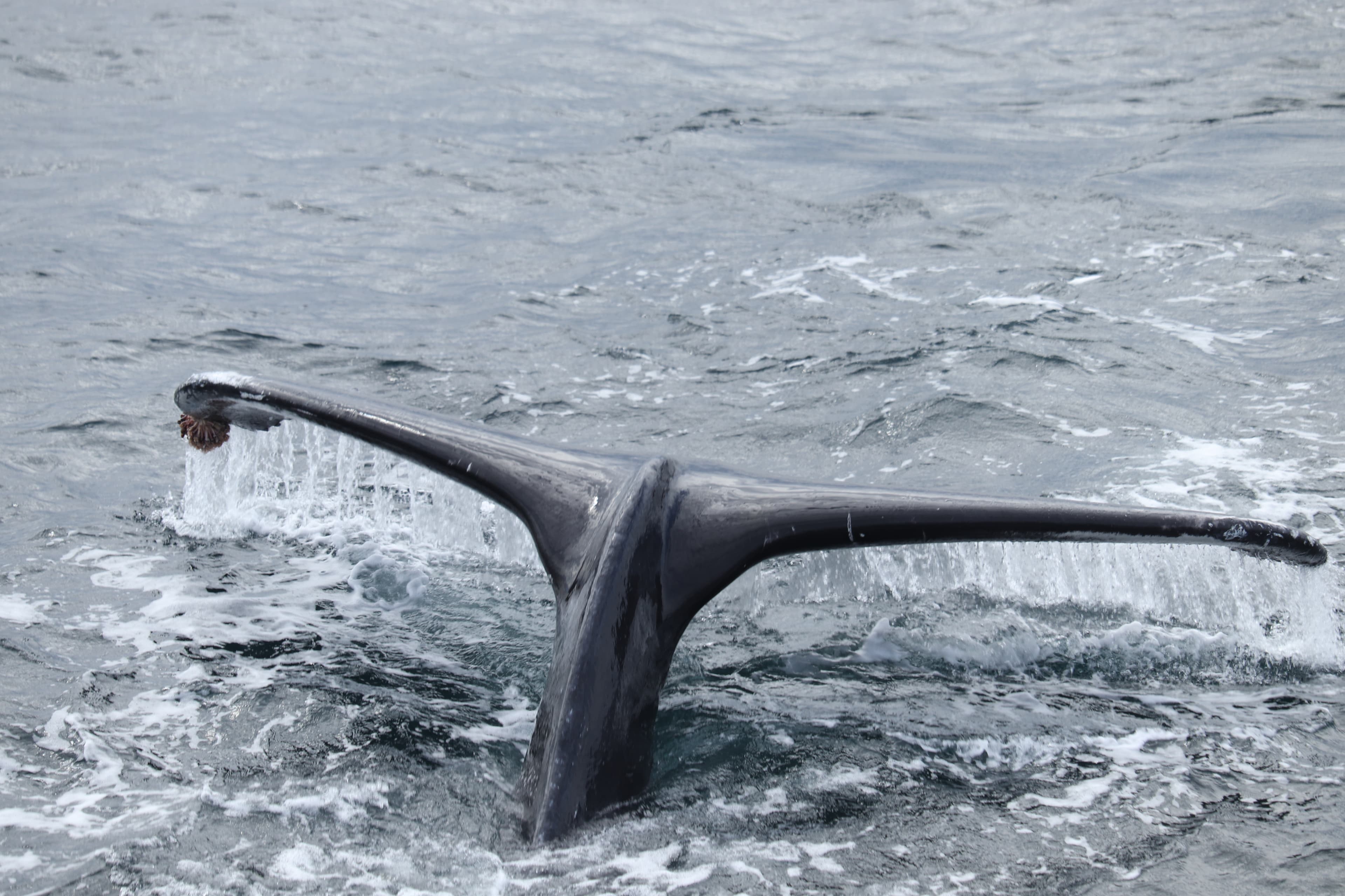 Best Value Whale Watching tour from Reykjavik - photo 31