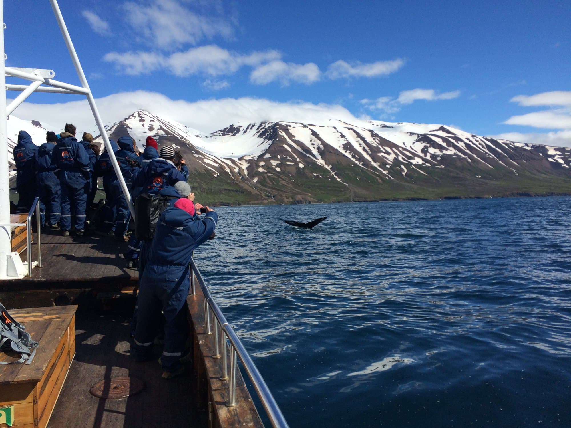 Classic Whale Watching from Dalvík - photo 2