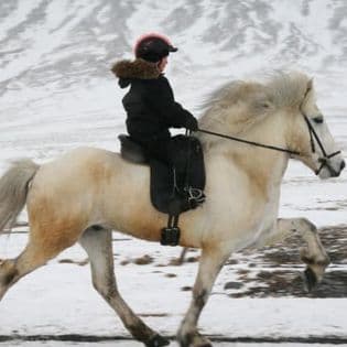 Horse Riding Tour and Explore Scenery in Gásir Akureyri