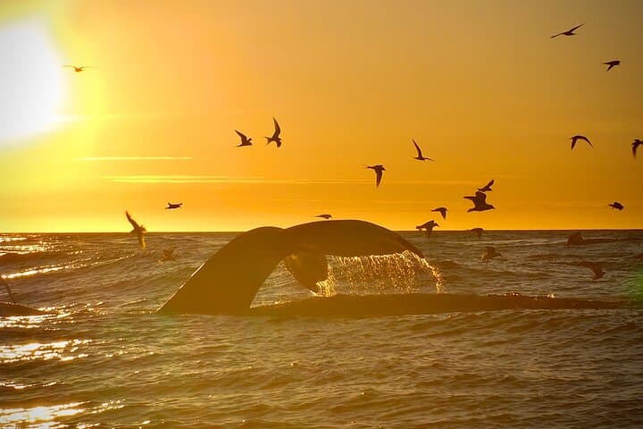 Big Whales & Puffins RIB boat tour