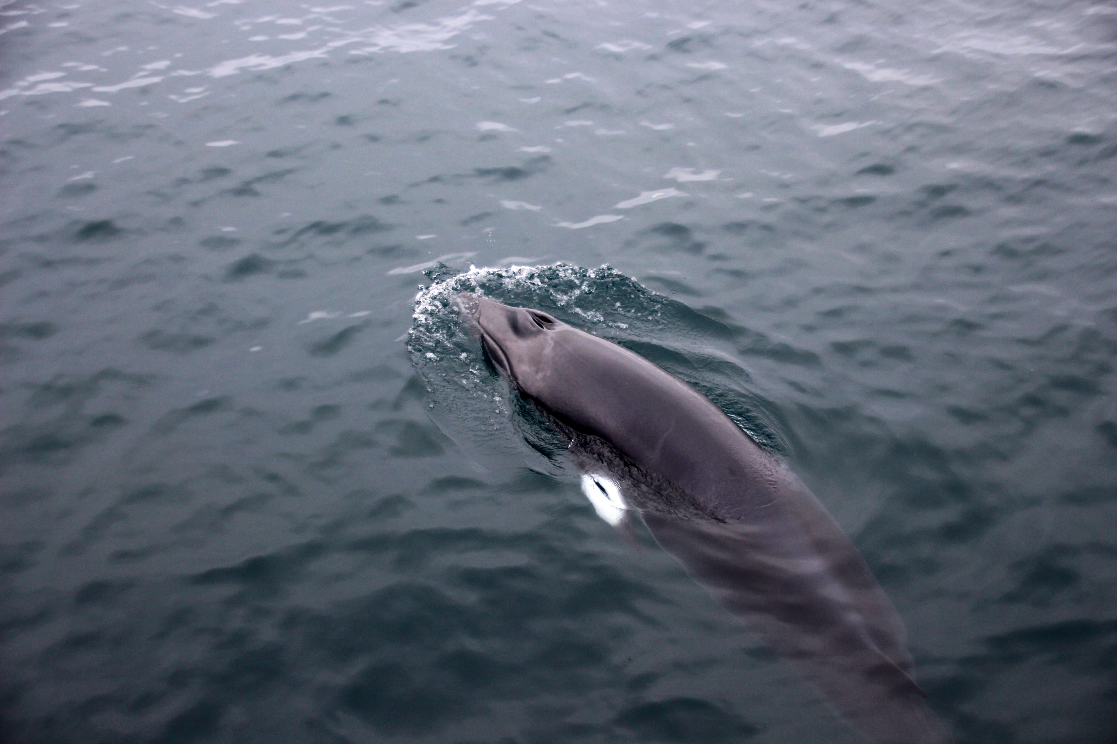 Whale Watching
