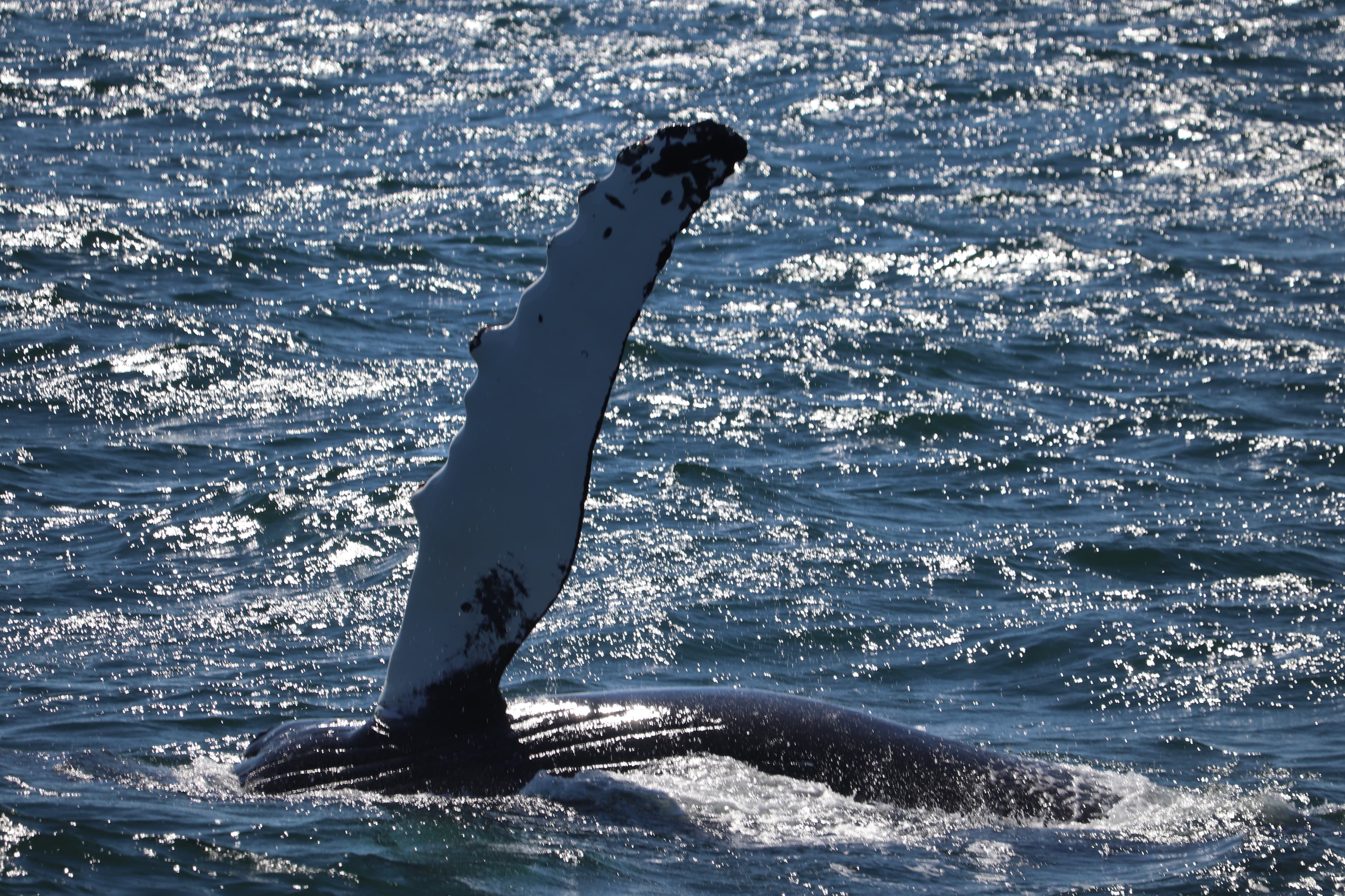 Best Value Whale Watching tour from Reykjavik - photo 27