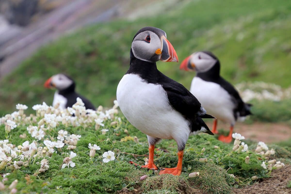 Private tour to Westman Islands with waterfall visit - photo 4