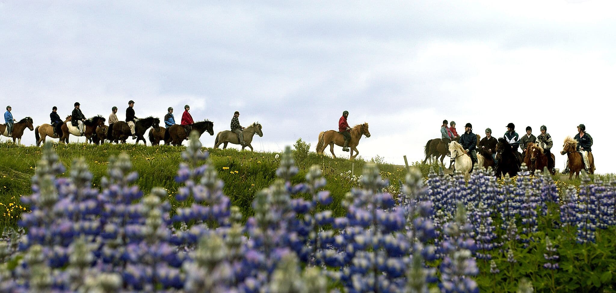 Horse Riding & Snorkeling from Reykjavik - photo 7