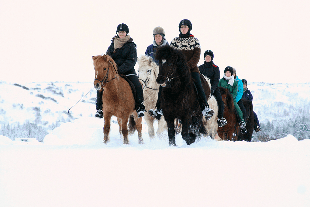 Horse Riding & Caving From Reykjavík