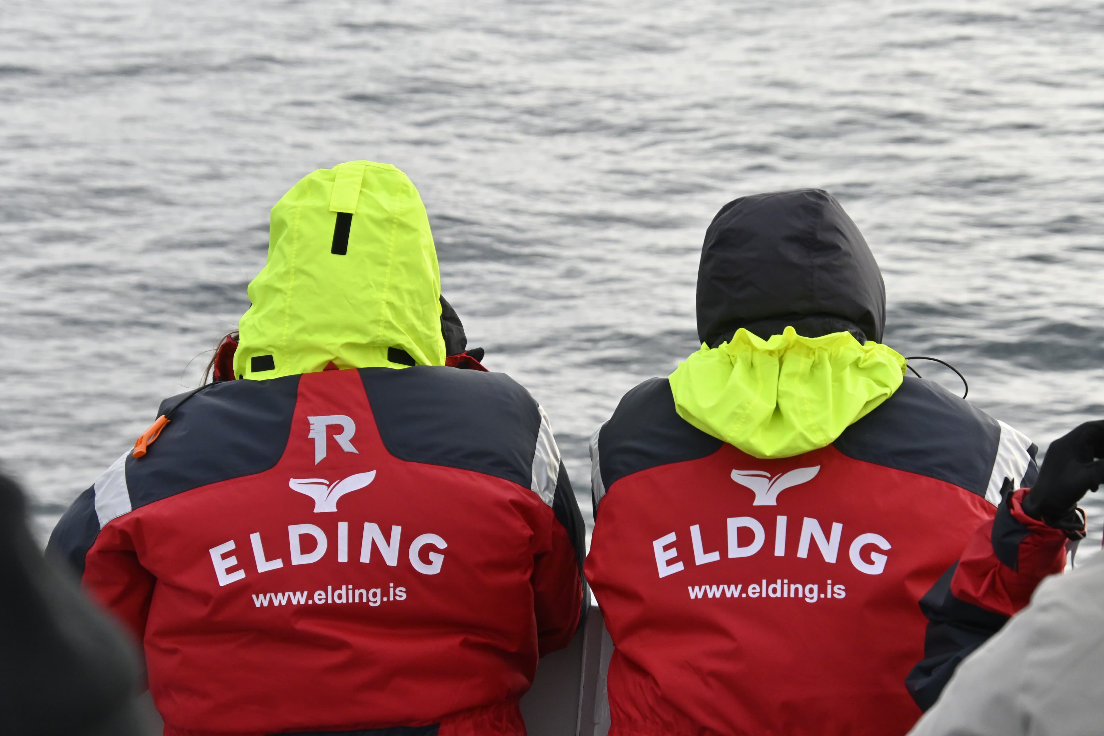 Reykjavík Classic Whale Watching  - photo 24