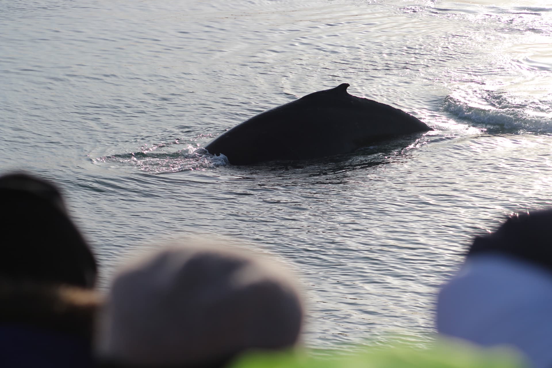 Reykjavík Whales & Northern Lights - photo 18