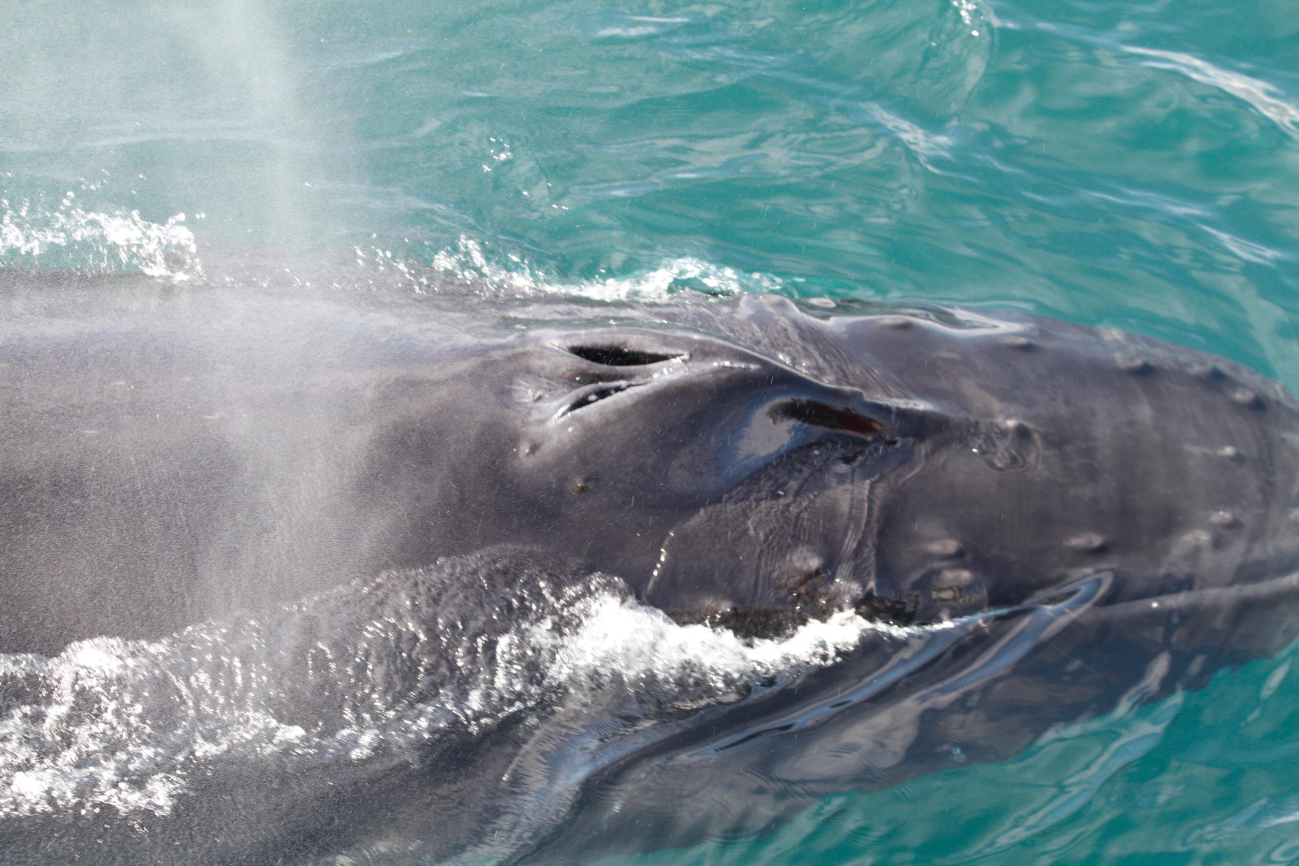 Akureyri Express Whales & Eyjafjord - photo 4
