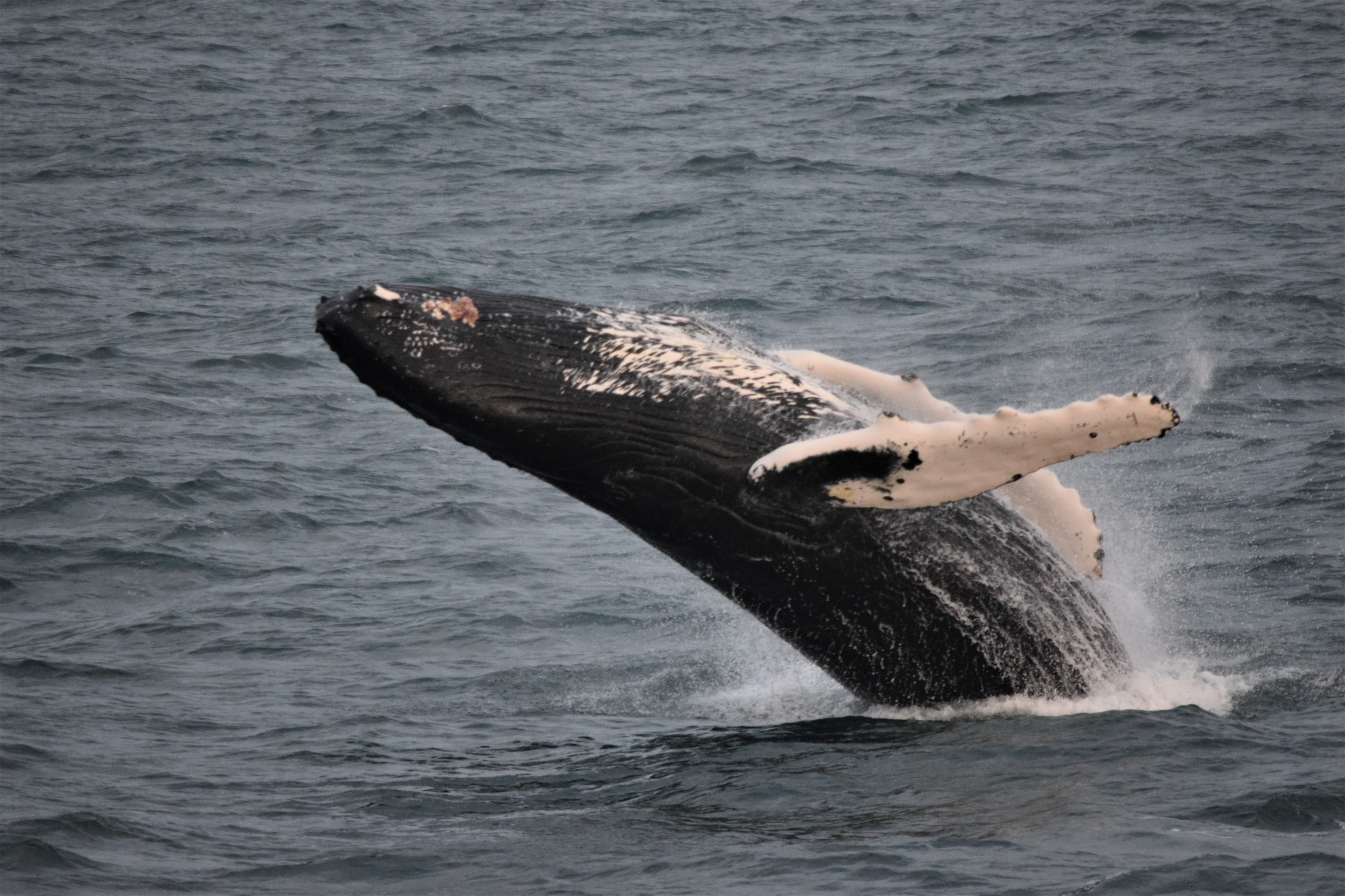 Whales & Sea Angling - photo 8