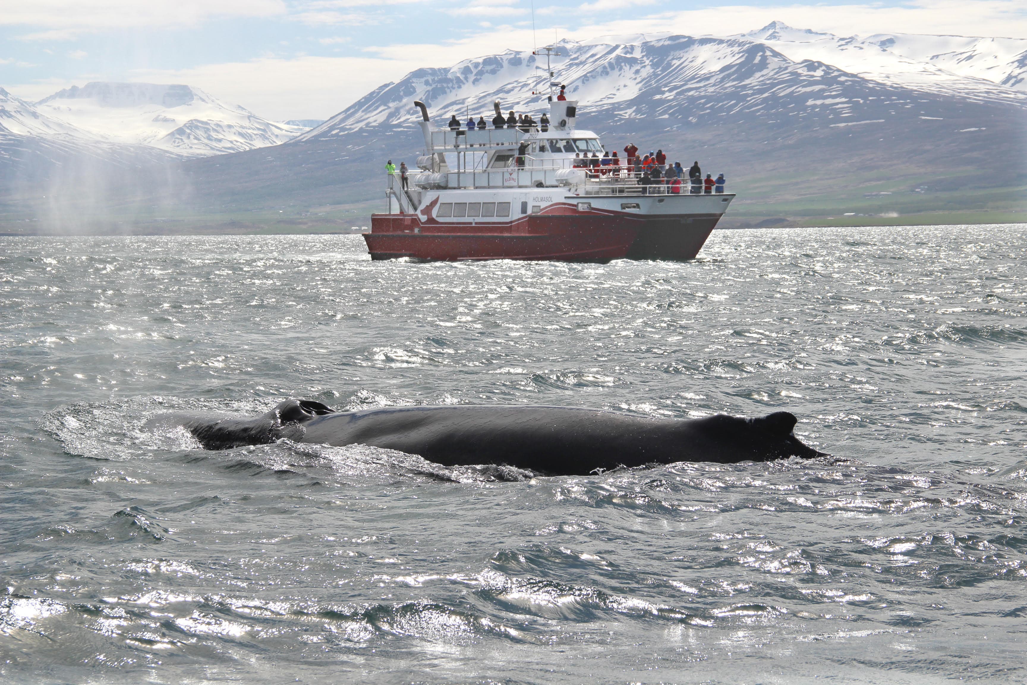 Combo Whale Watching and Goðafoss - photo 8
