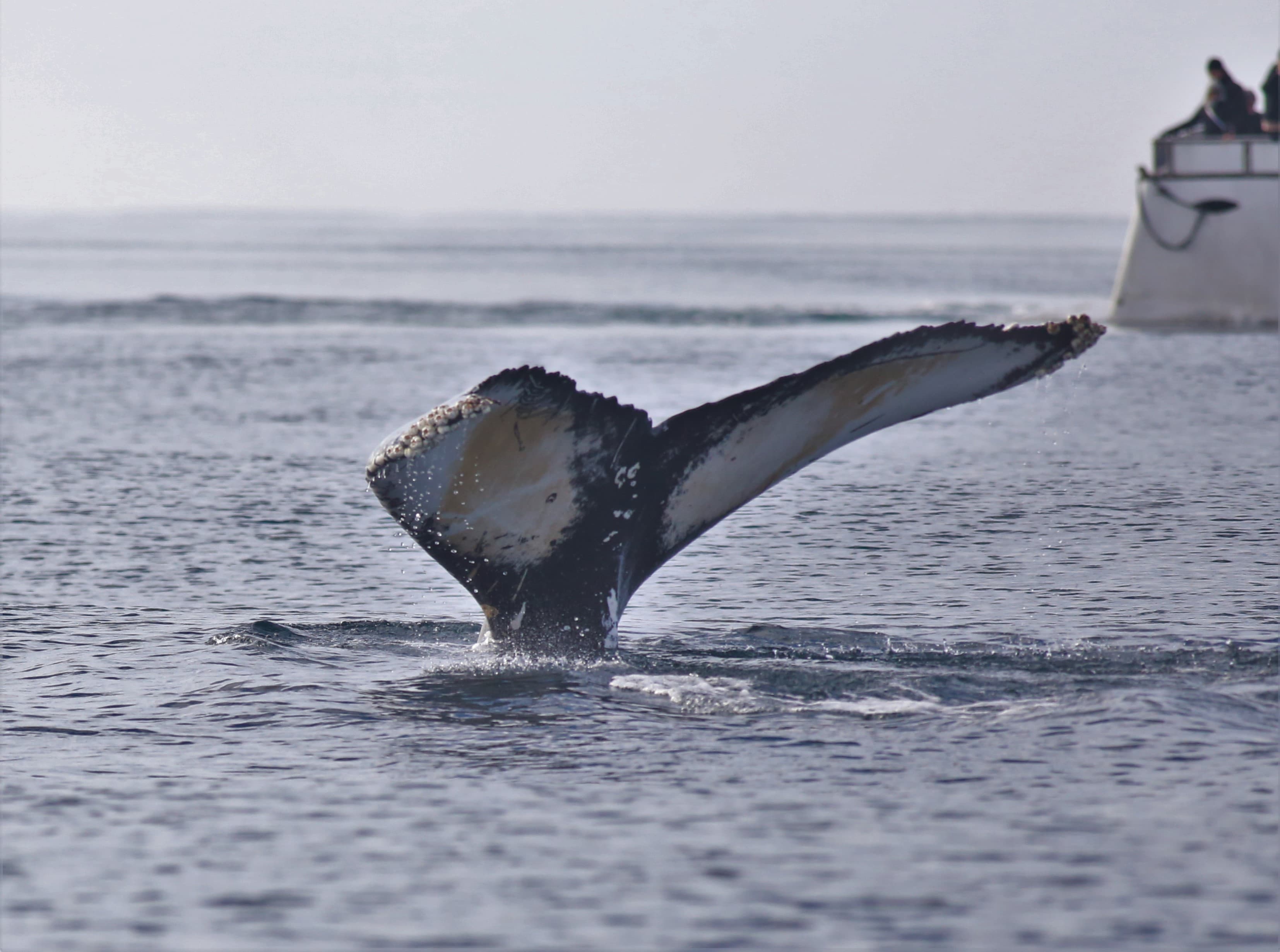 Whale Watching tour from Reykjavik - photo 12