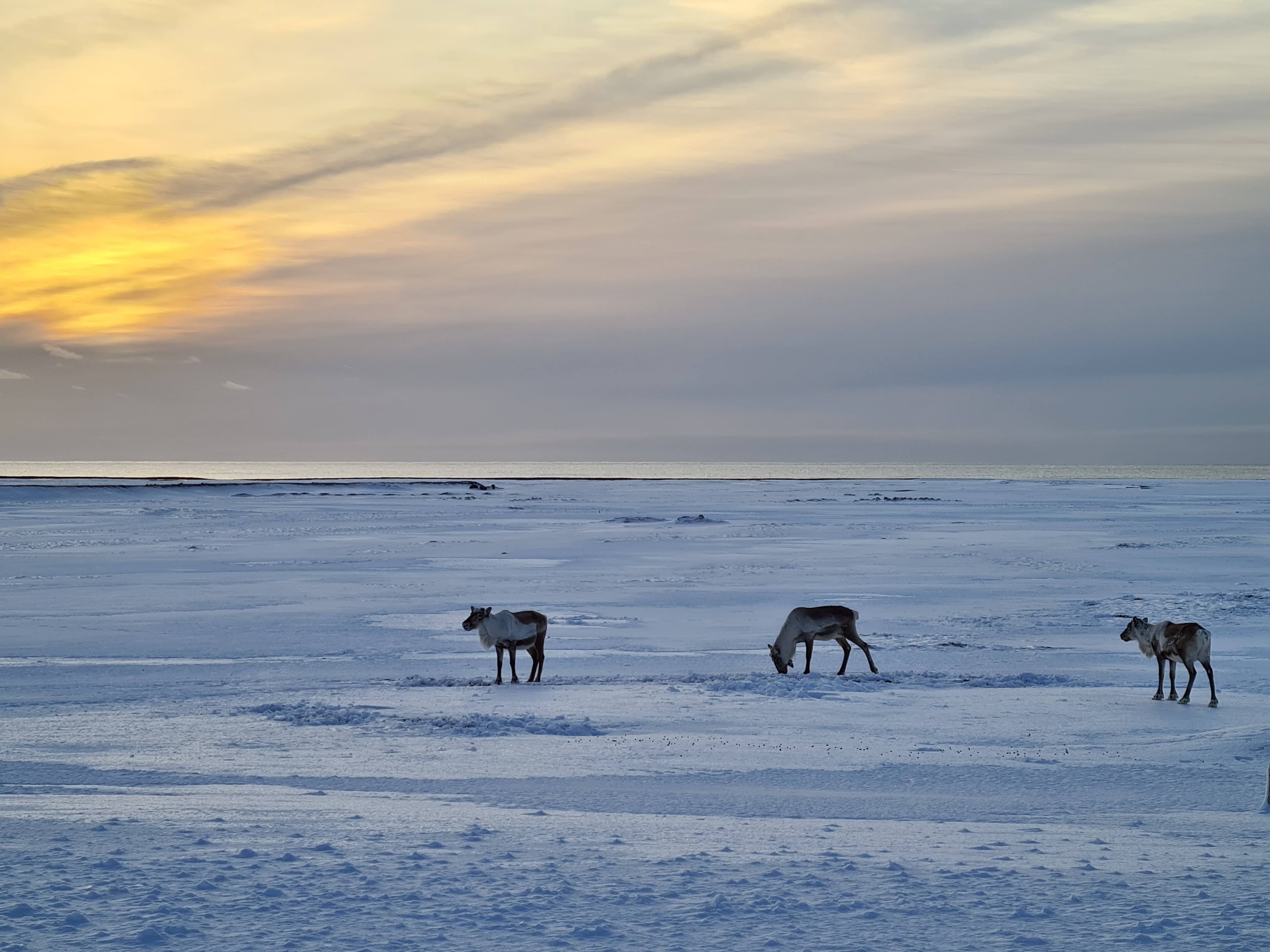 Jökulsárlón & Diamond Beach – A Tailored Private South Coast Experience for Families - photo 2