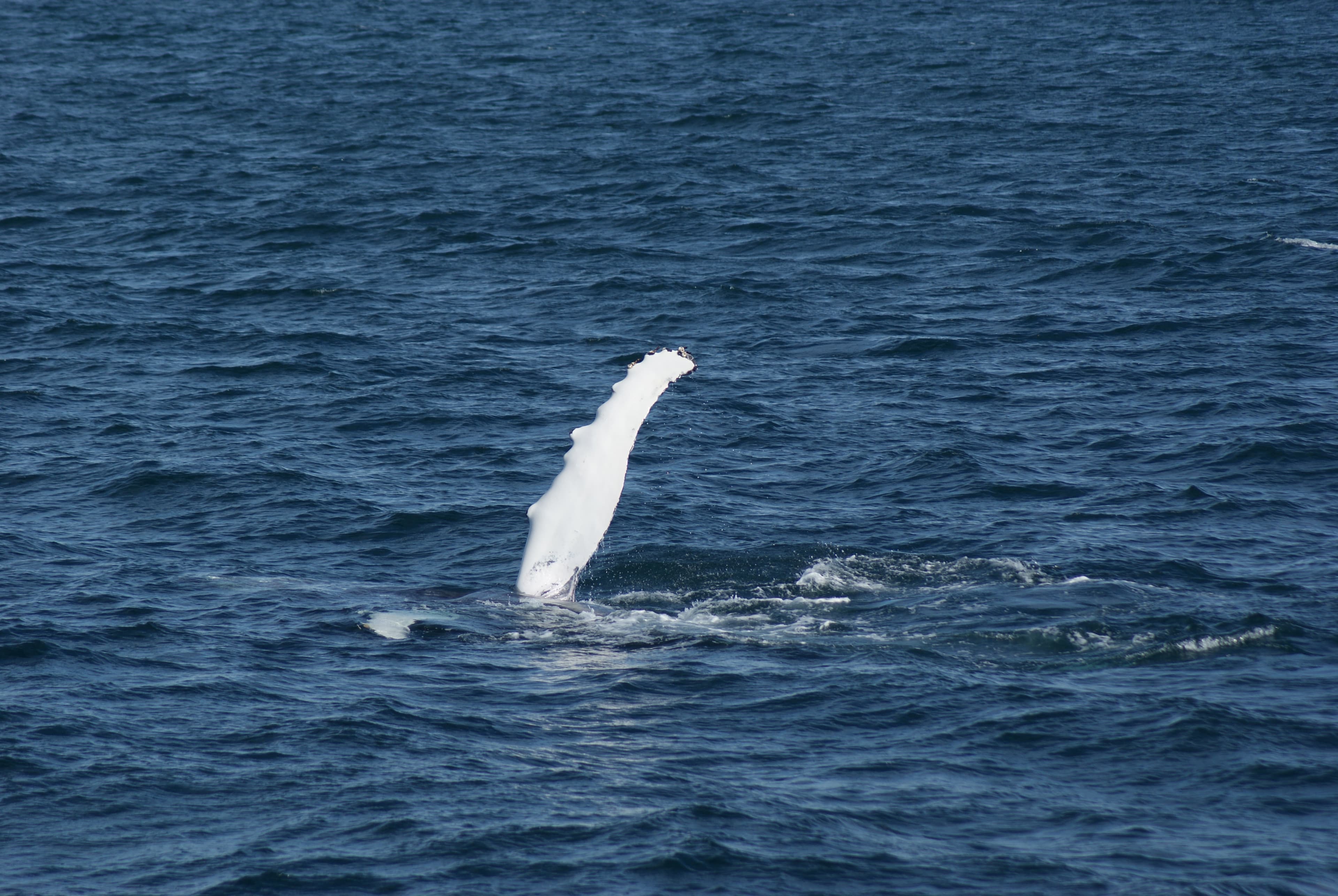 Whale Watching & FlyOver: Aerial Excursions and Oceanic Encounters - photo 8