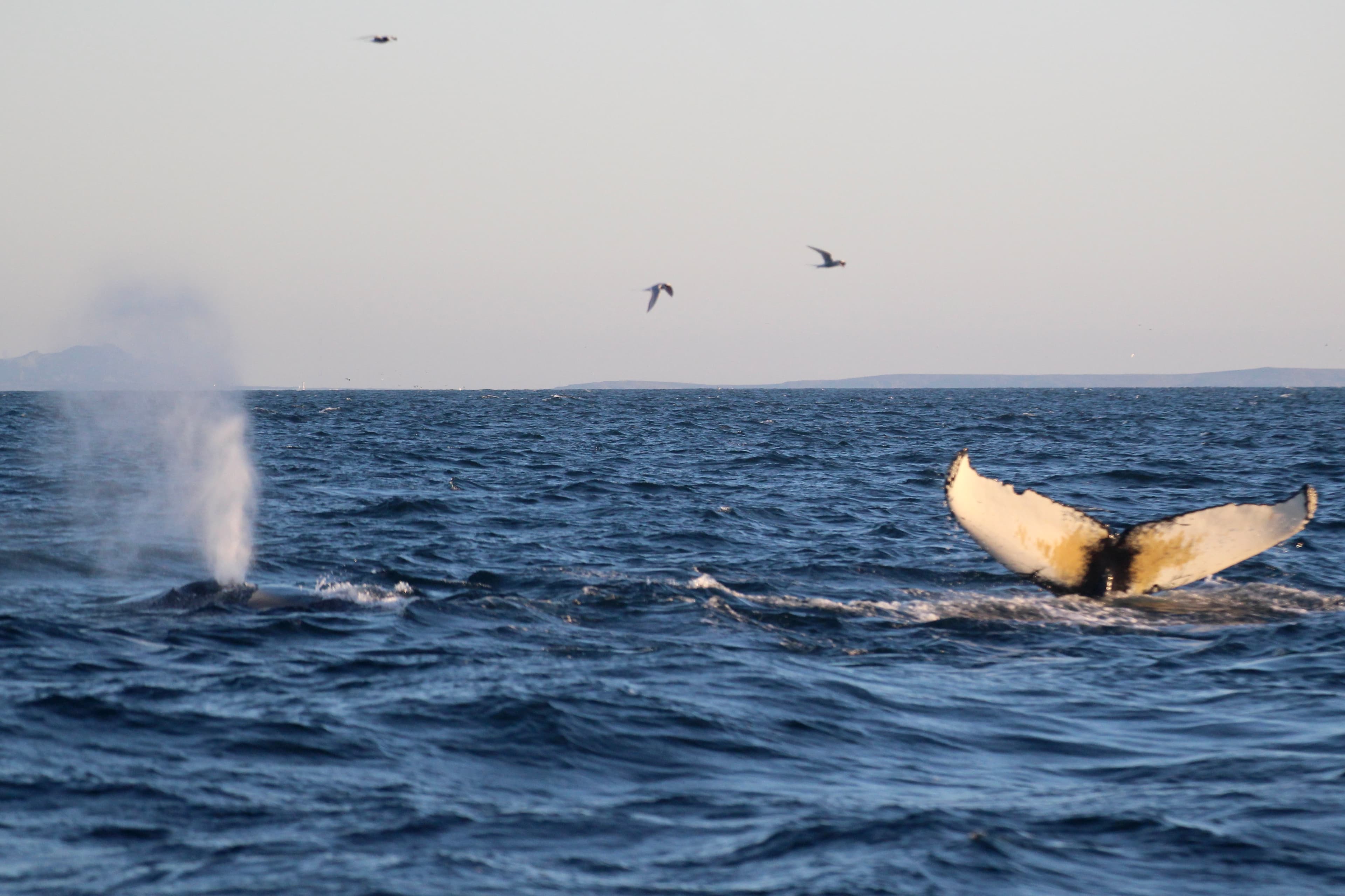 Reykjavík Premium Whale Watching - photo 19