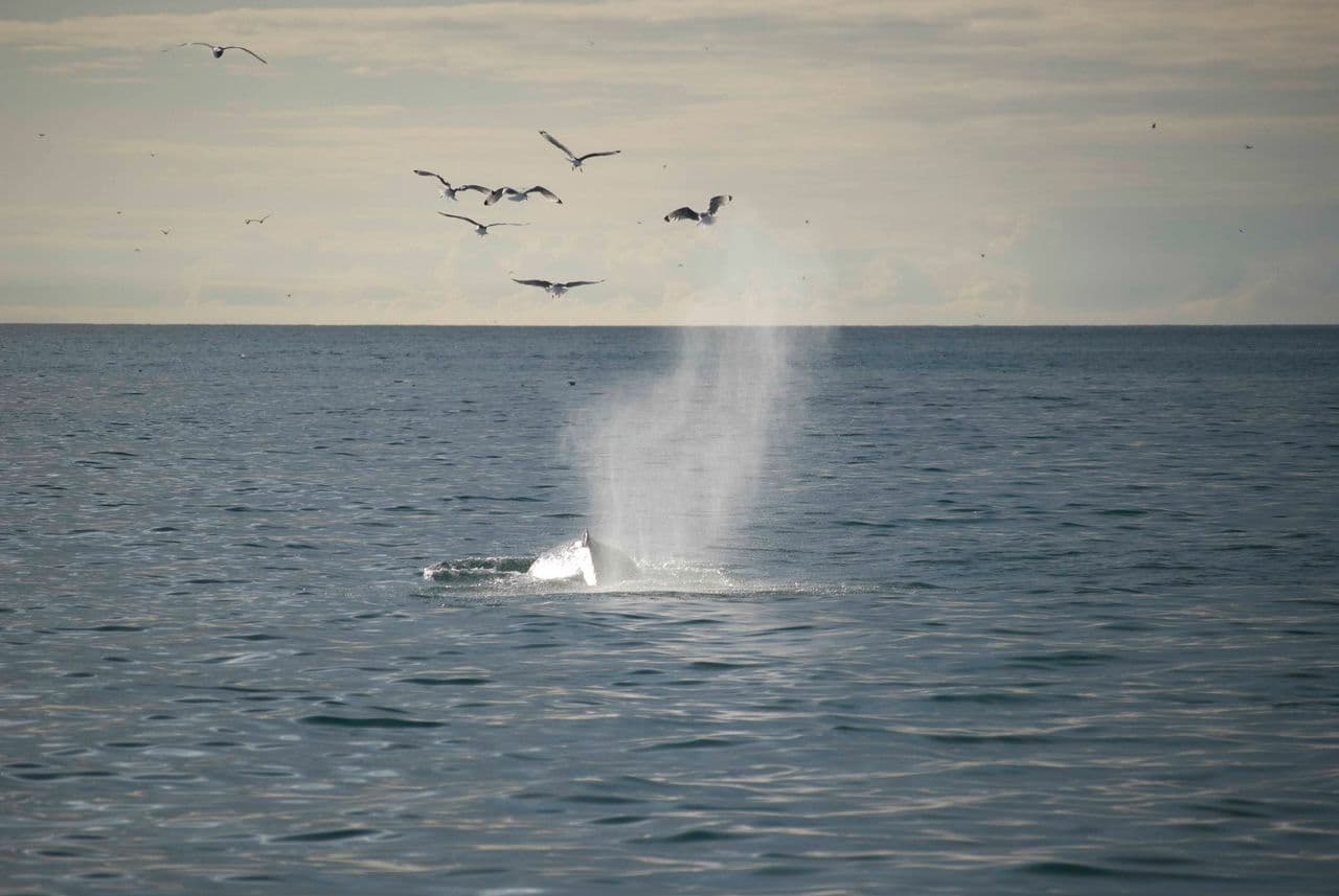 Reykjavík Whales & Horses - photo 3