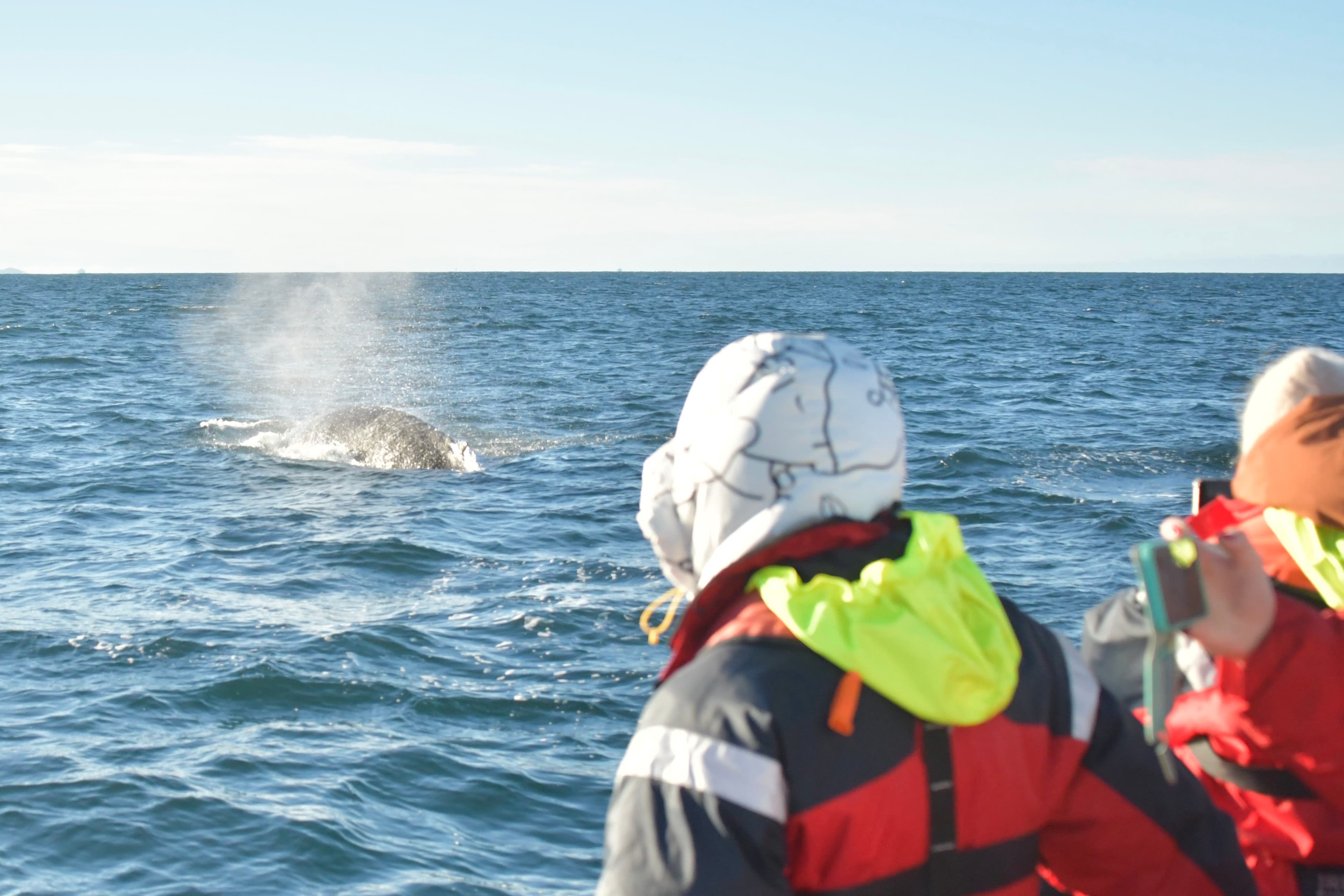 Reykjavík Sea Horse - photo 5