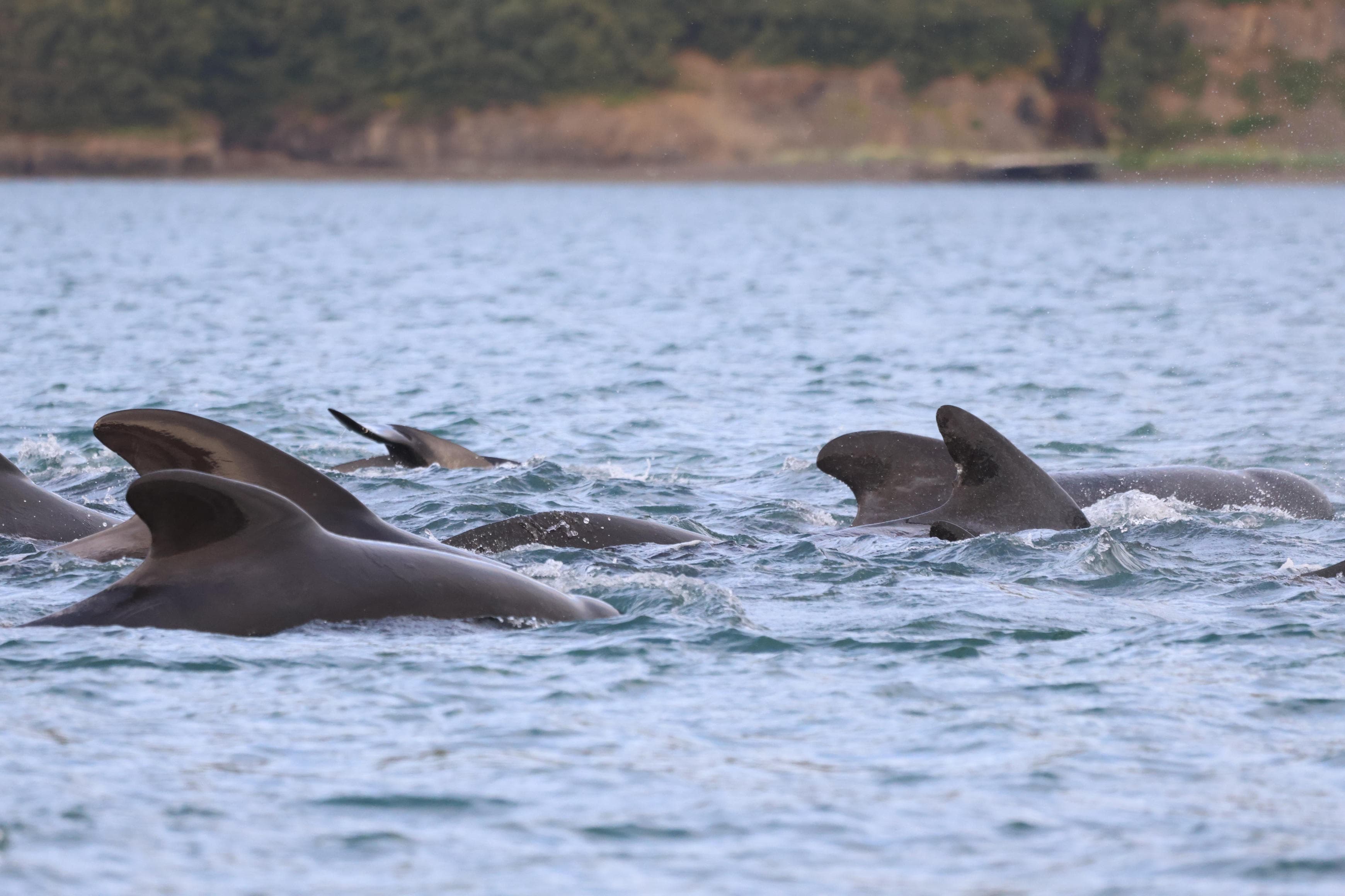 Akureyri Express Whales & Eyjafjord - photo 13