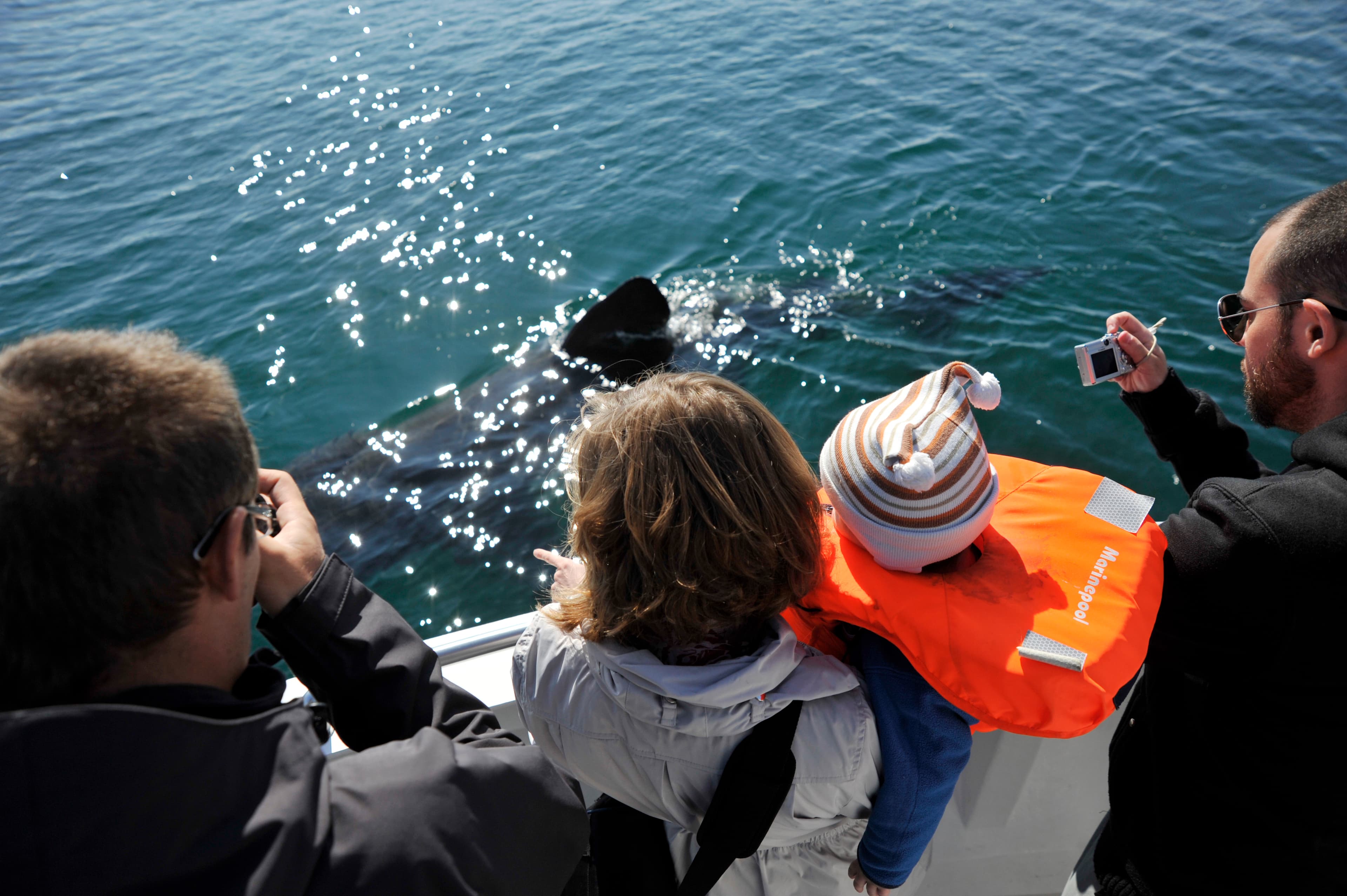 Whale Watching & Caving - photo 17