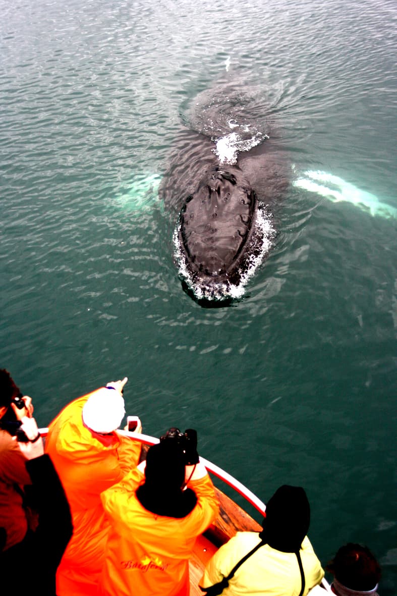 Classic Whale Watching from Dalvík - photo 3