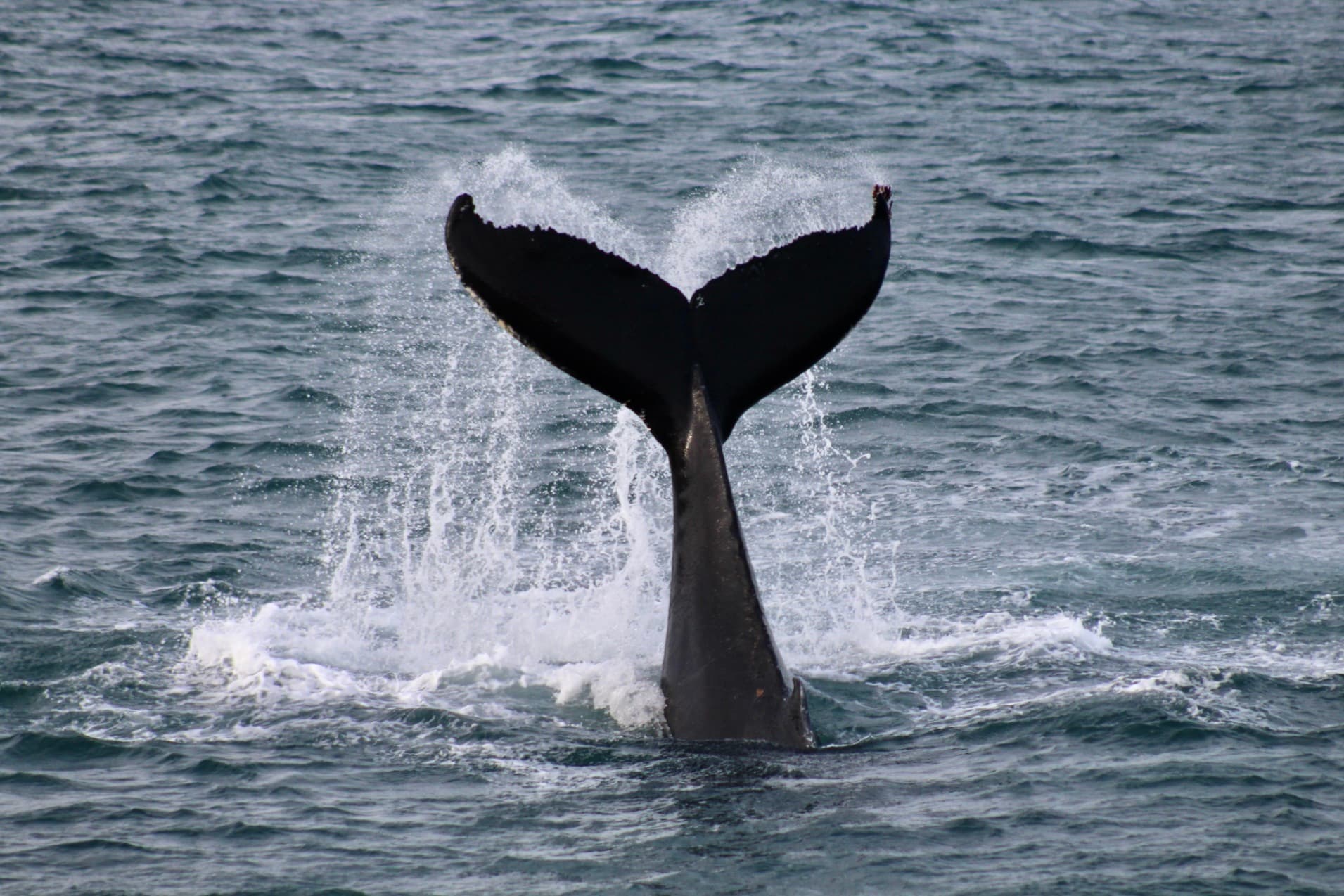 Reykjavík Classic Whale Watching  - photo 22