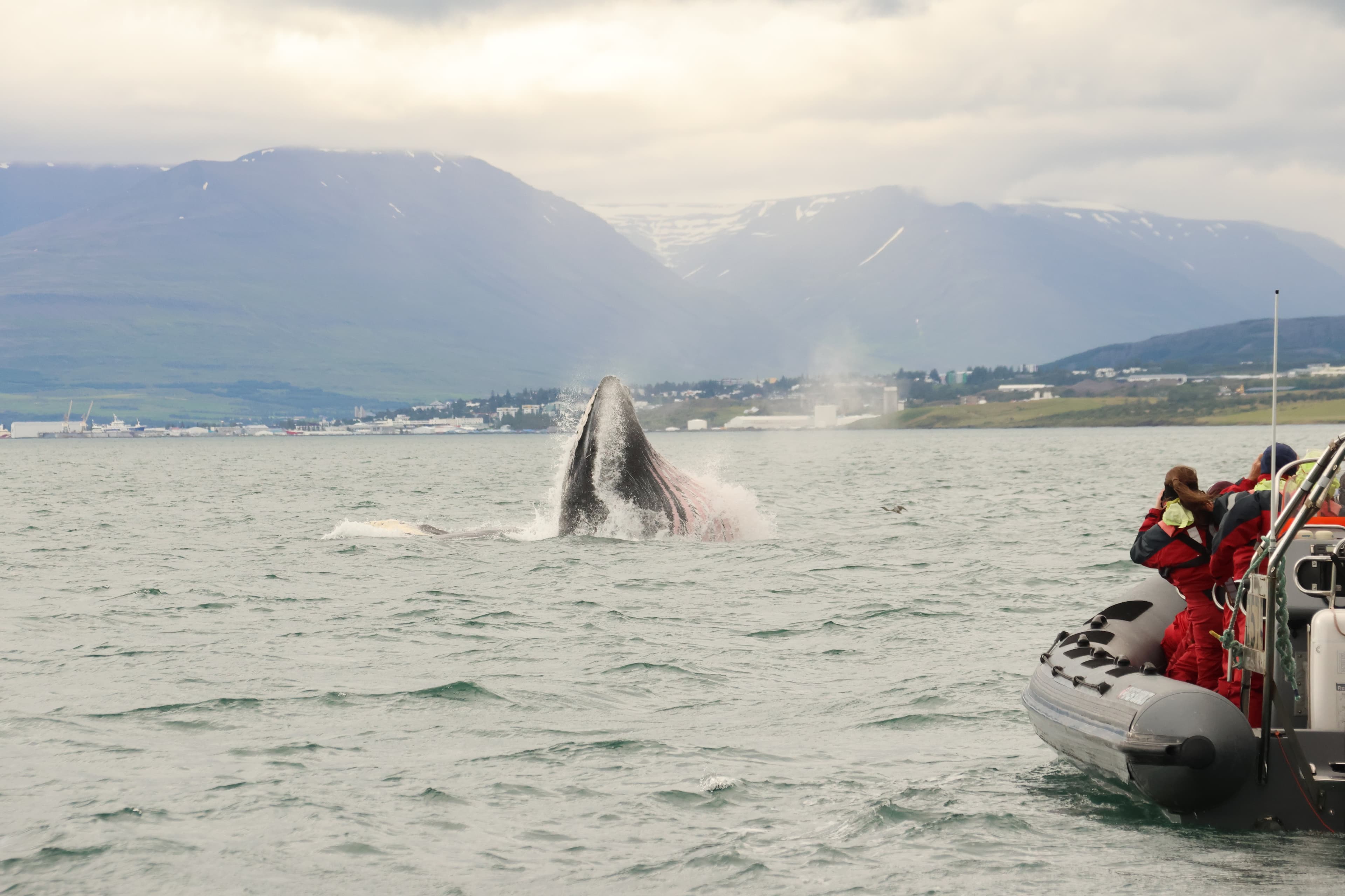 Akureyri Express Whales & Eyjafjord - photo 15