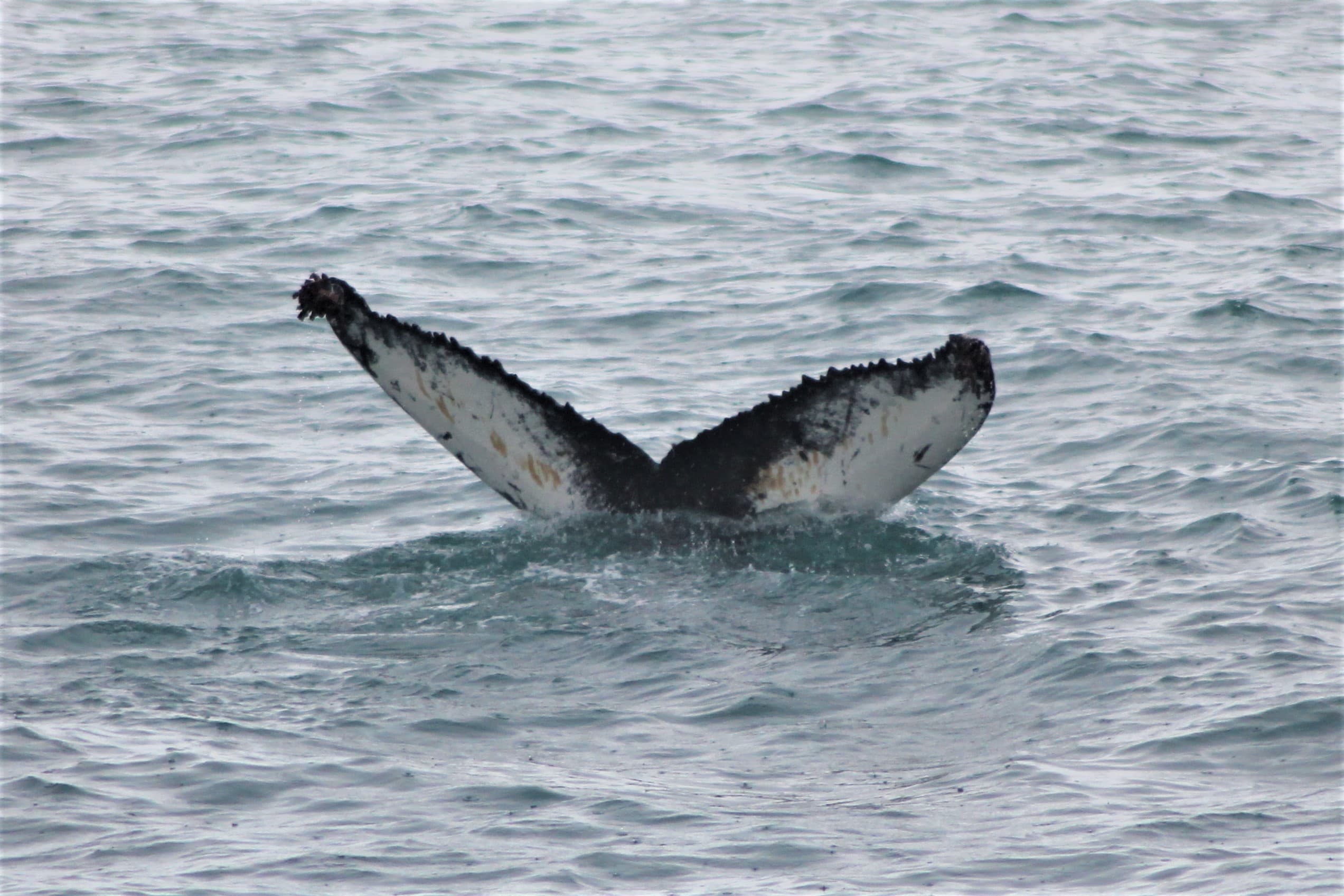 Whale Watching Excursion from Reykjavik & Whales of Iceland Exhibition: Explore the Sea's Giants