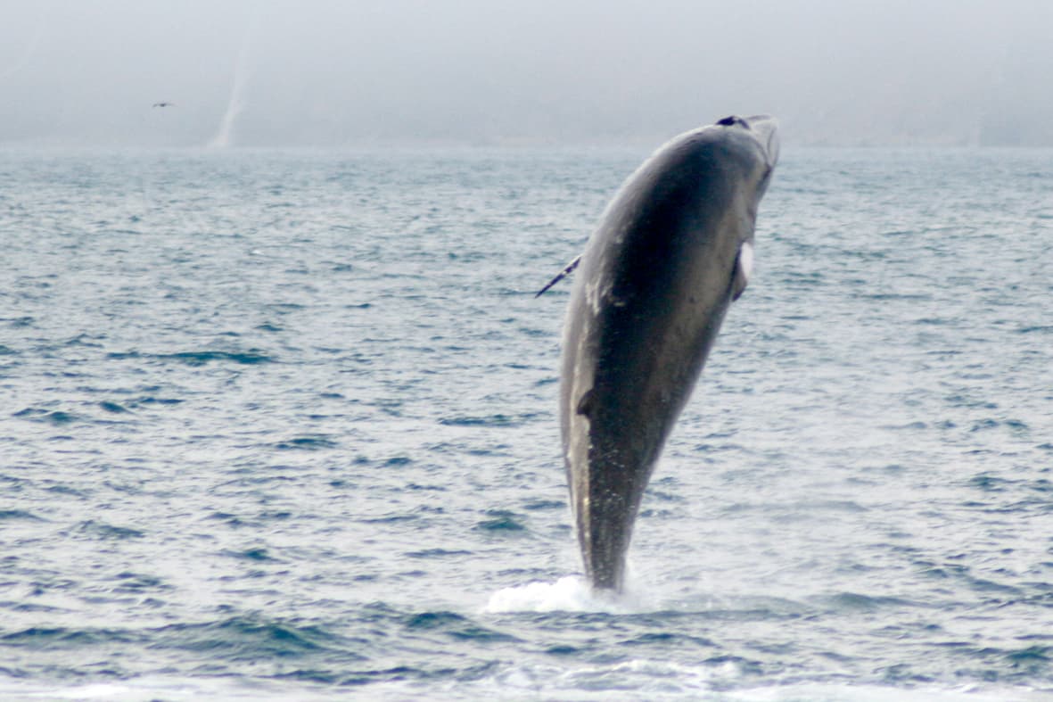 Classic Whale Watching from Dalvík - photo 5