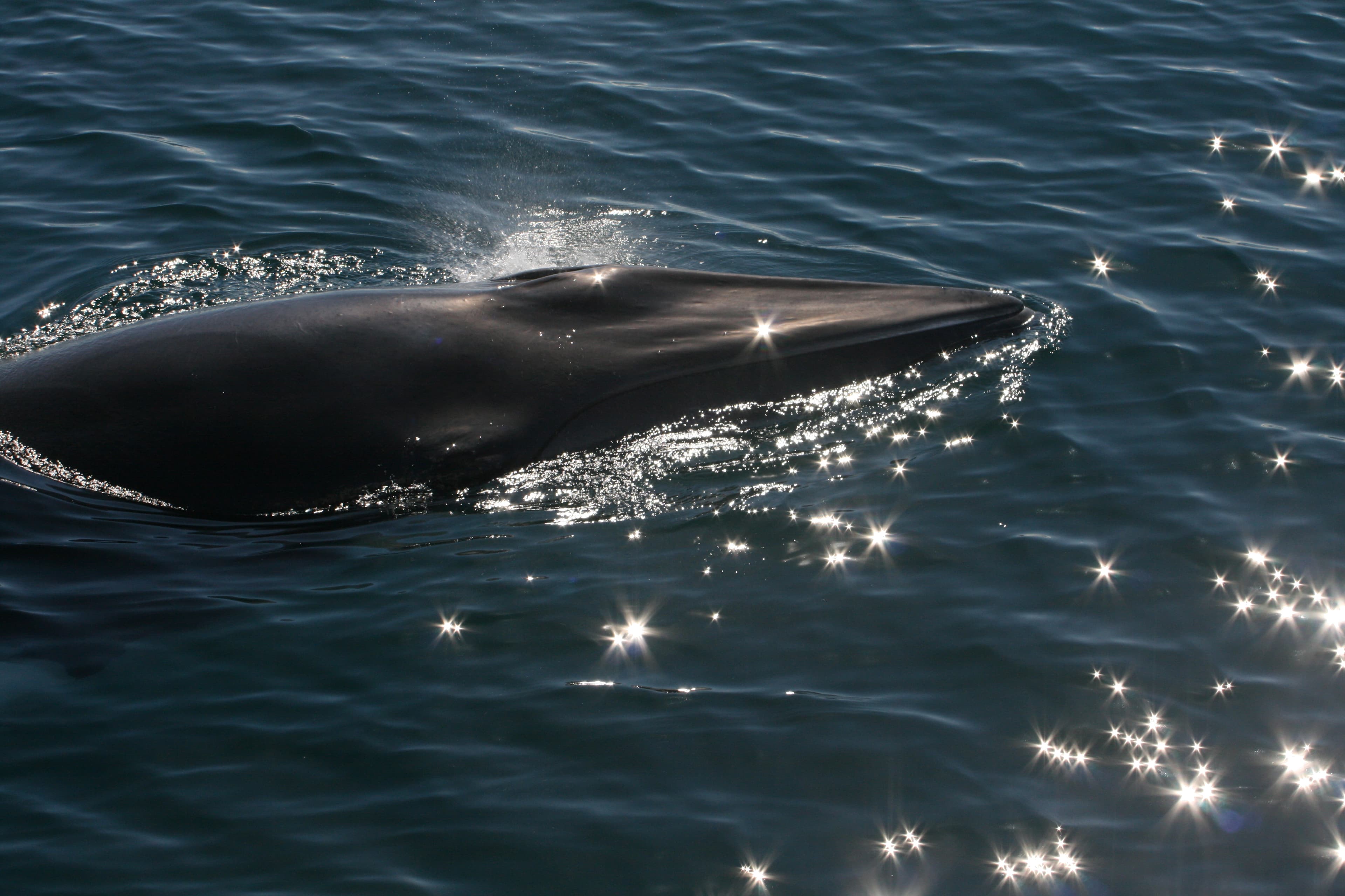 Whale Watching & Caving - photo 15
