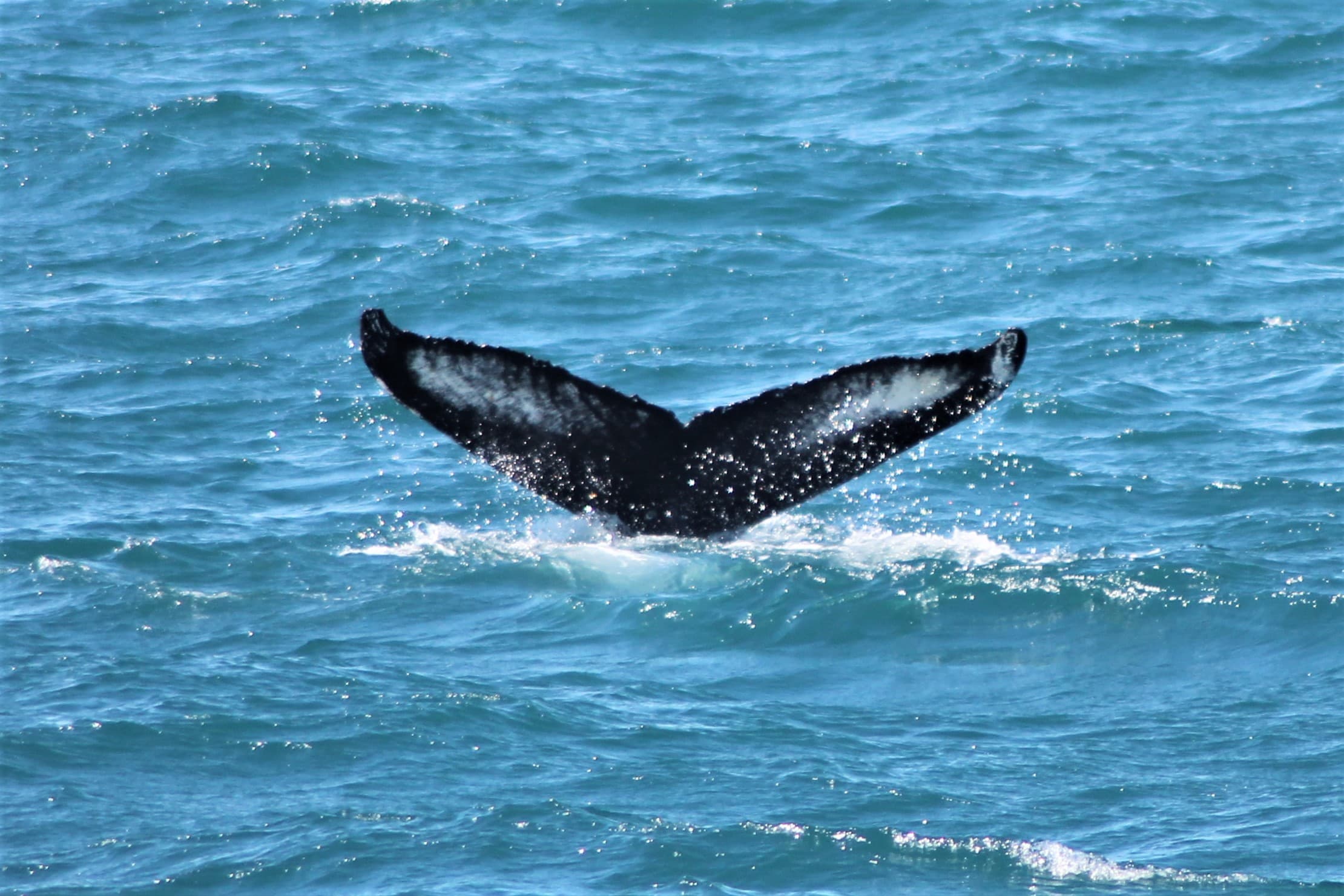 Whale Watching & FlyOver: Aerial Excursions and Oceanic Encounters - photo 2