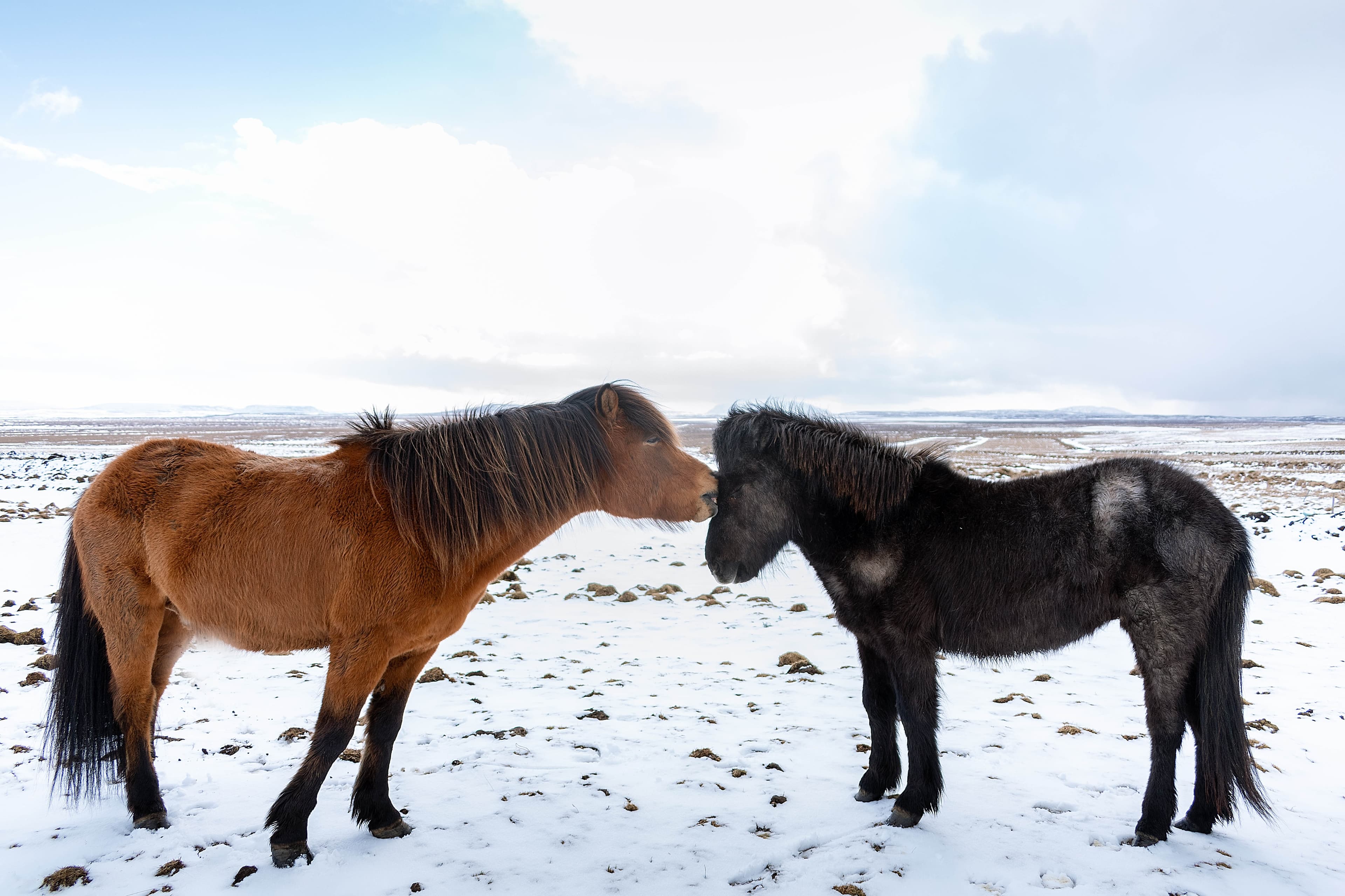 Private tour: Golden Circle and Farm Lunch in Minivan - photo 10