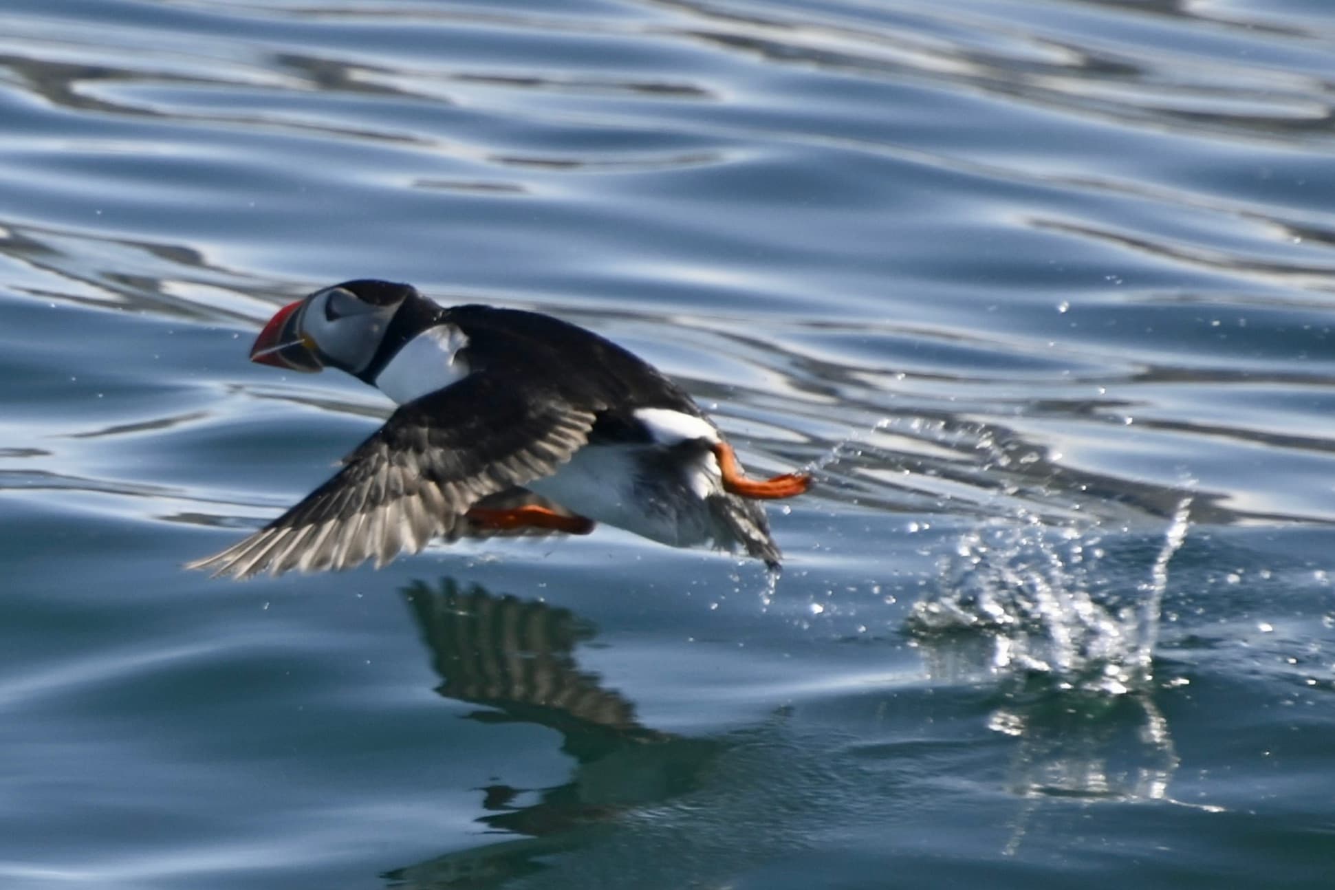 Reykjavík Classic Puffin Watching - photo 18