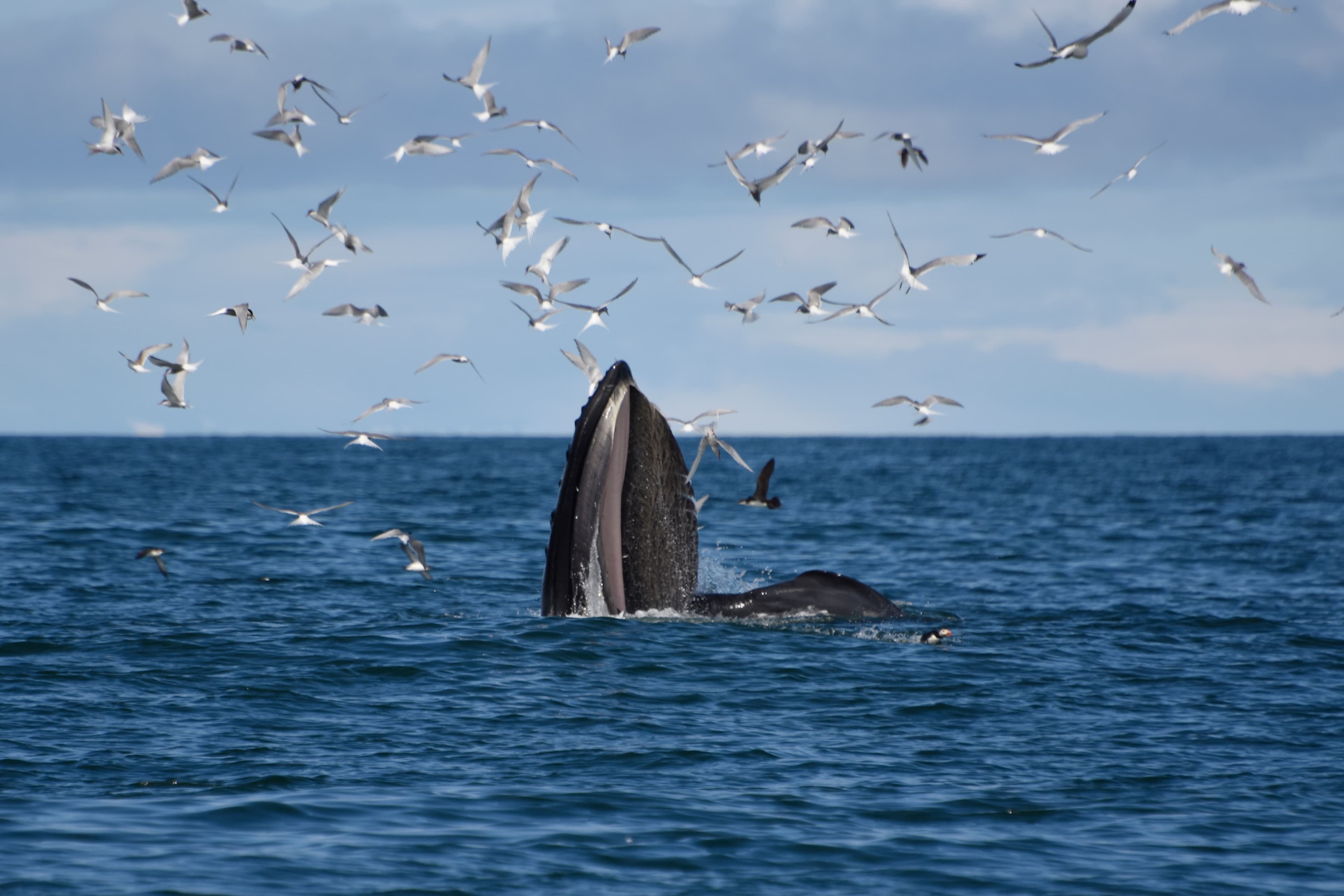Reykjavík Whales & Snorkeling - photo 3