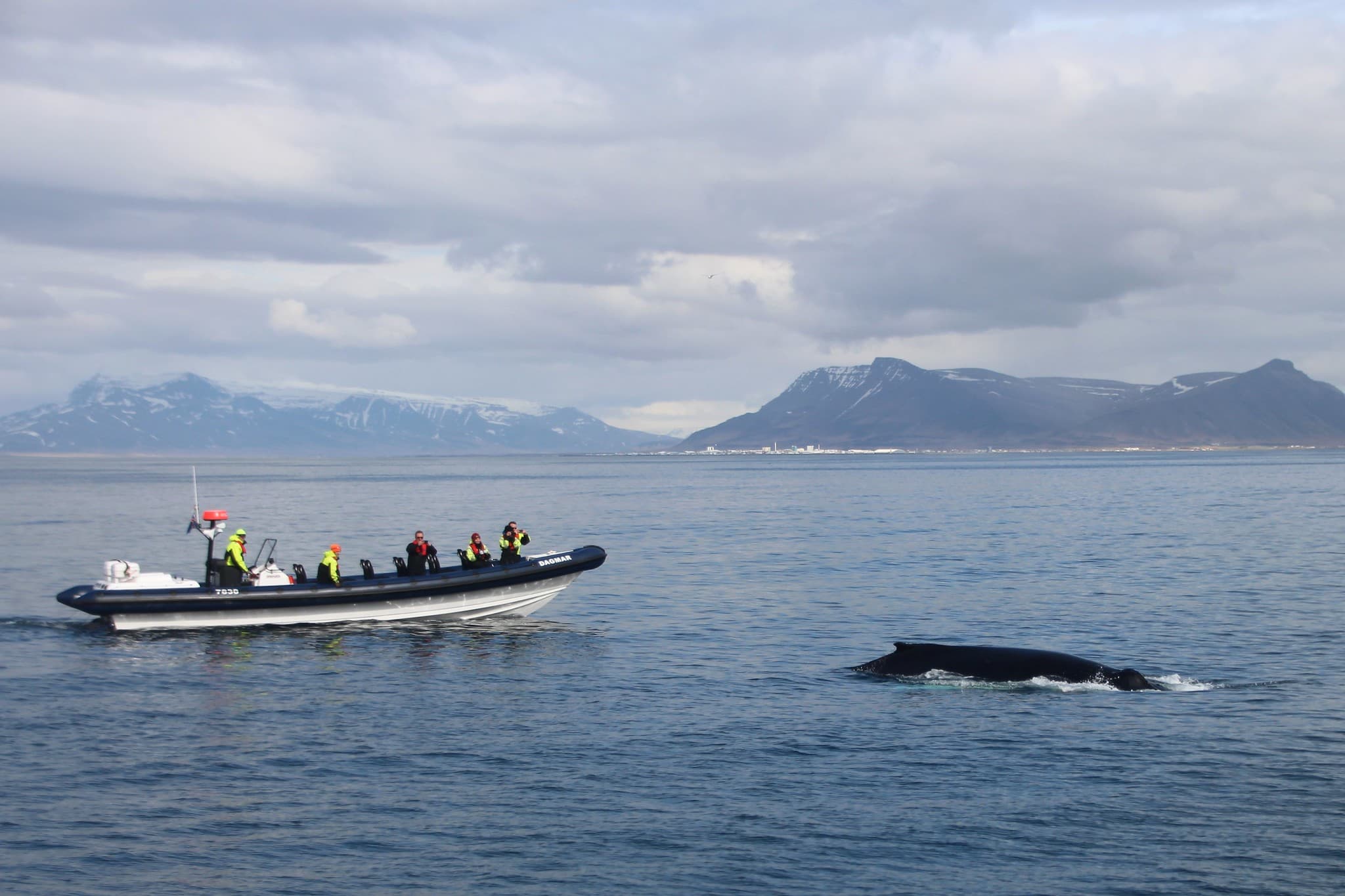 RIB Whale Expedition: 2-Hour High-Speed Adventure - photo 2