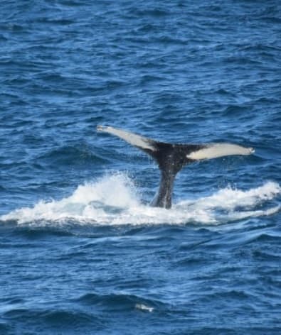 Whale Watching Excursion from Reykjavik & Whales of Iceland Exhibition: Explore the Sea's Giants - photo 9