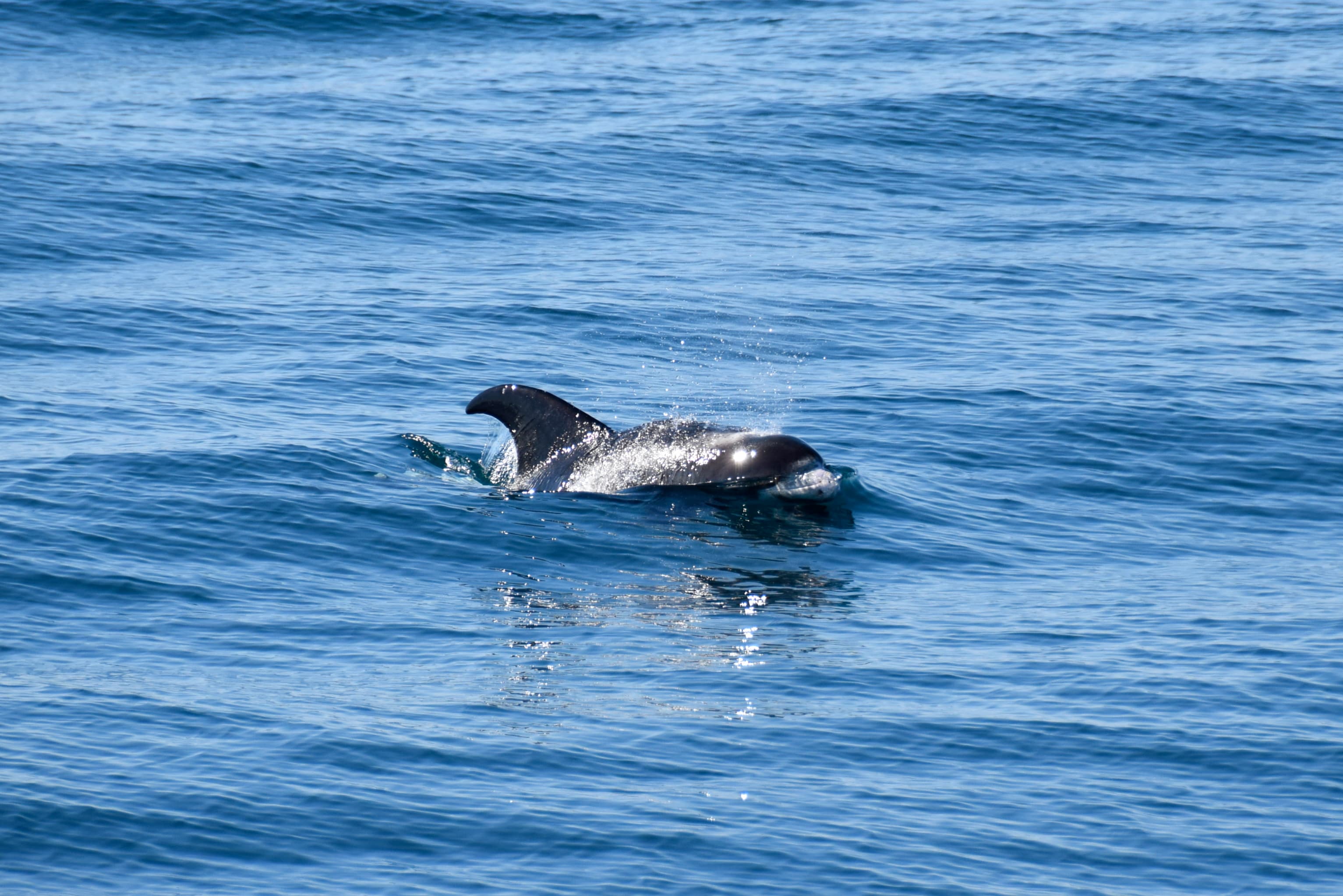 Whale Watching - photo 5