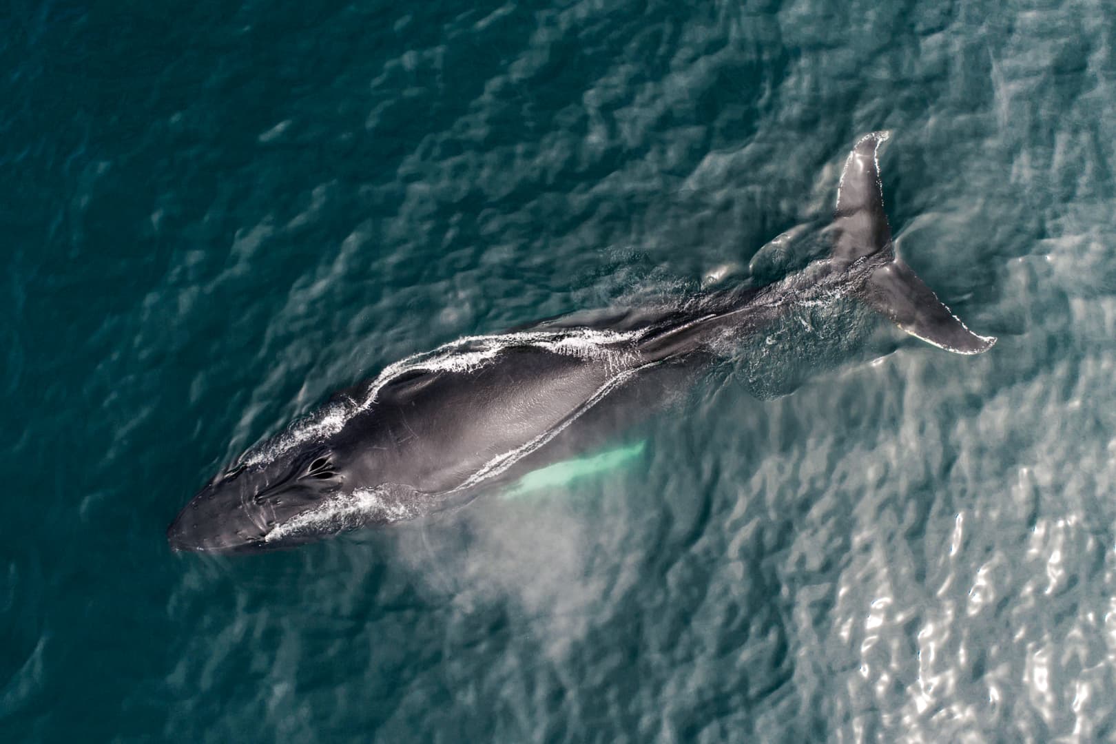 Silent Whale Watching (Carbon-Neutral)