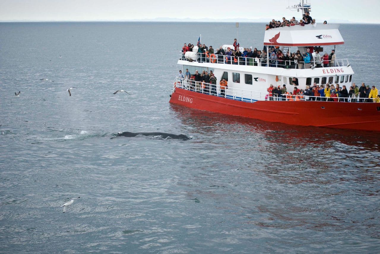 Reykjavík Whales & Horses - photo 8
