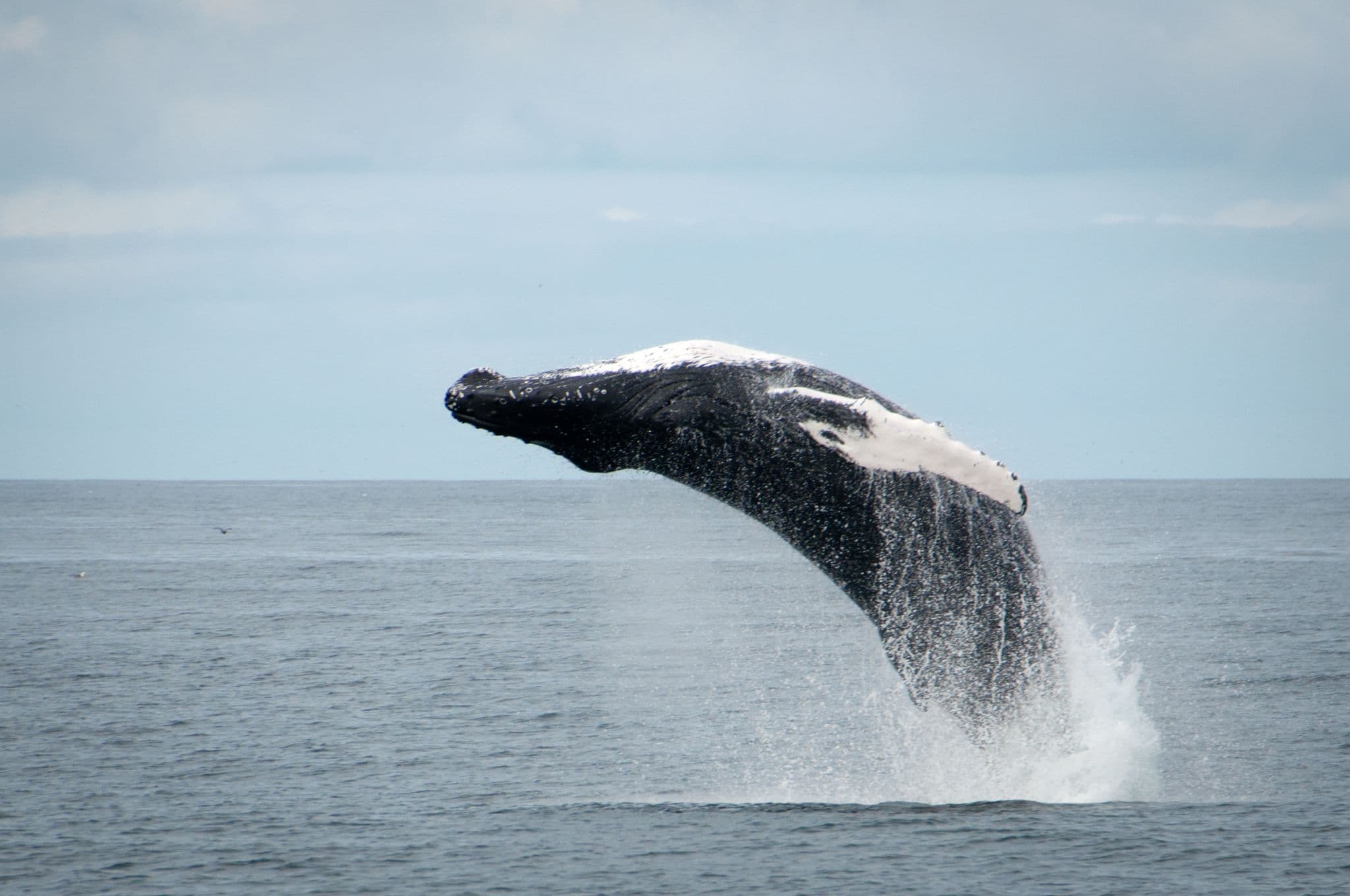 Whale Watching & Lava Show - photo 4