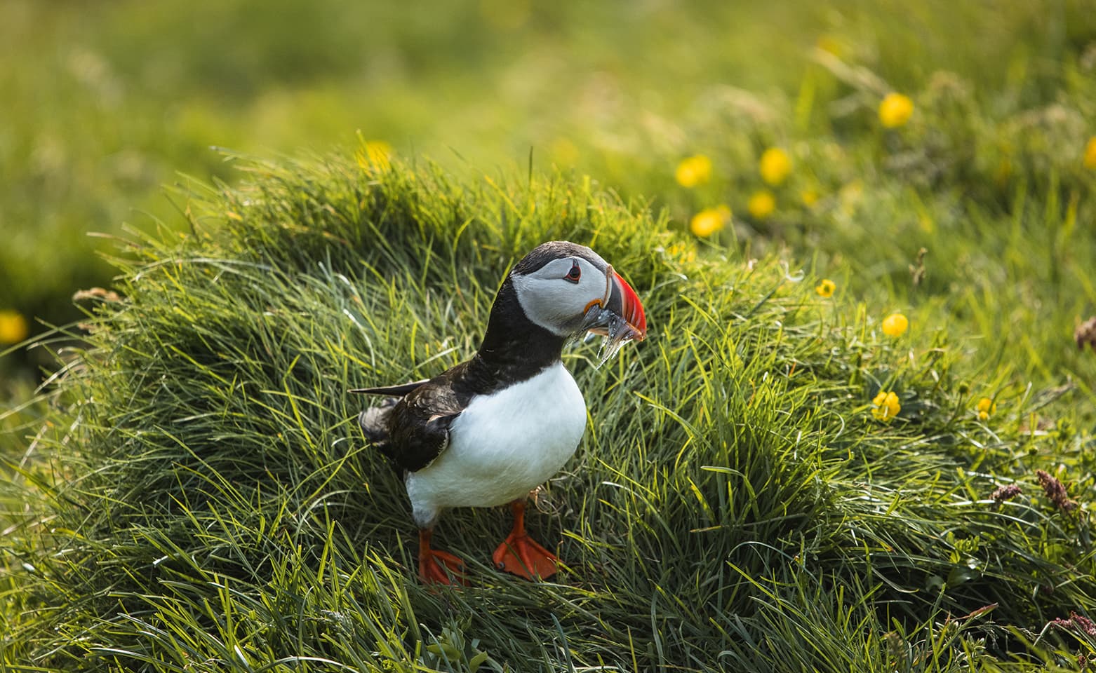 South Coast | Private Tour | Photo Package included - photo 5