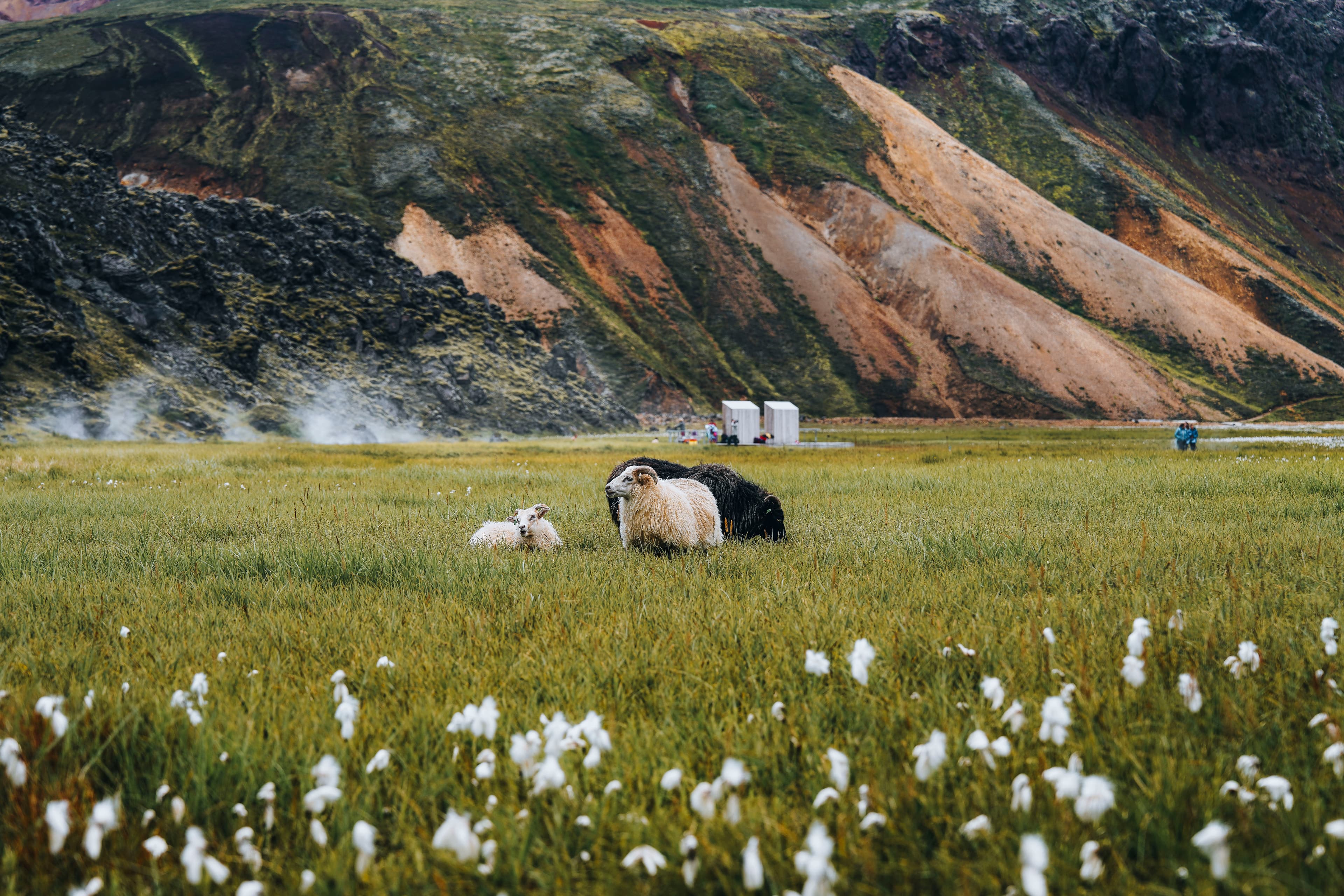 Landmannalaugar Guided Hike - Meet on Location - photo 10