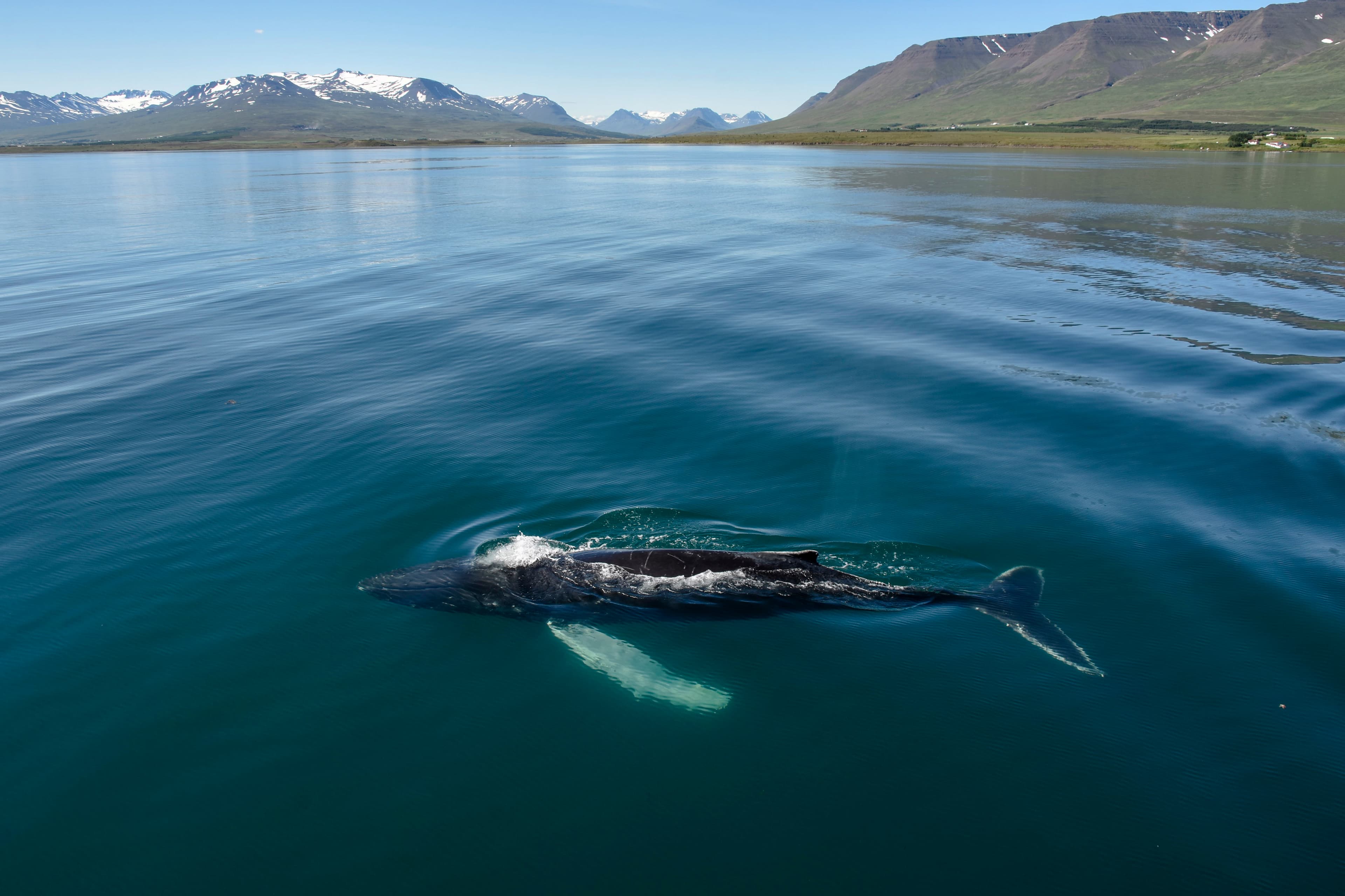 Akureyri Classic Whale Watching - photo 3