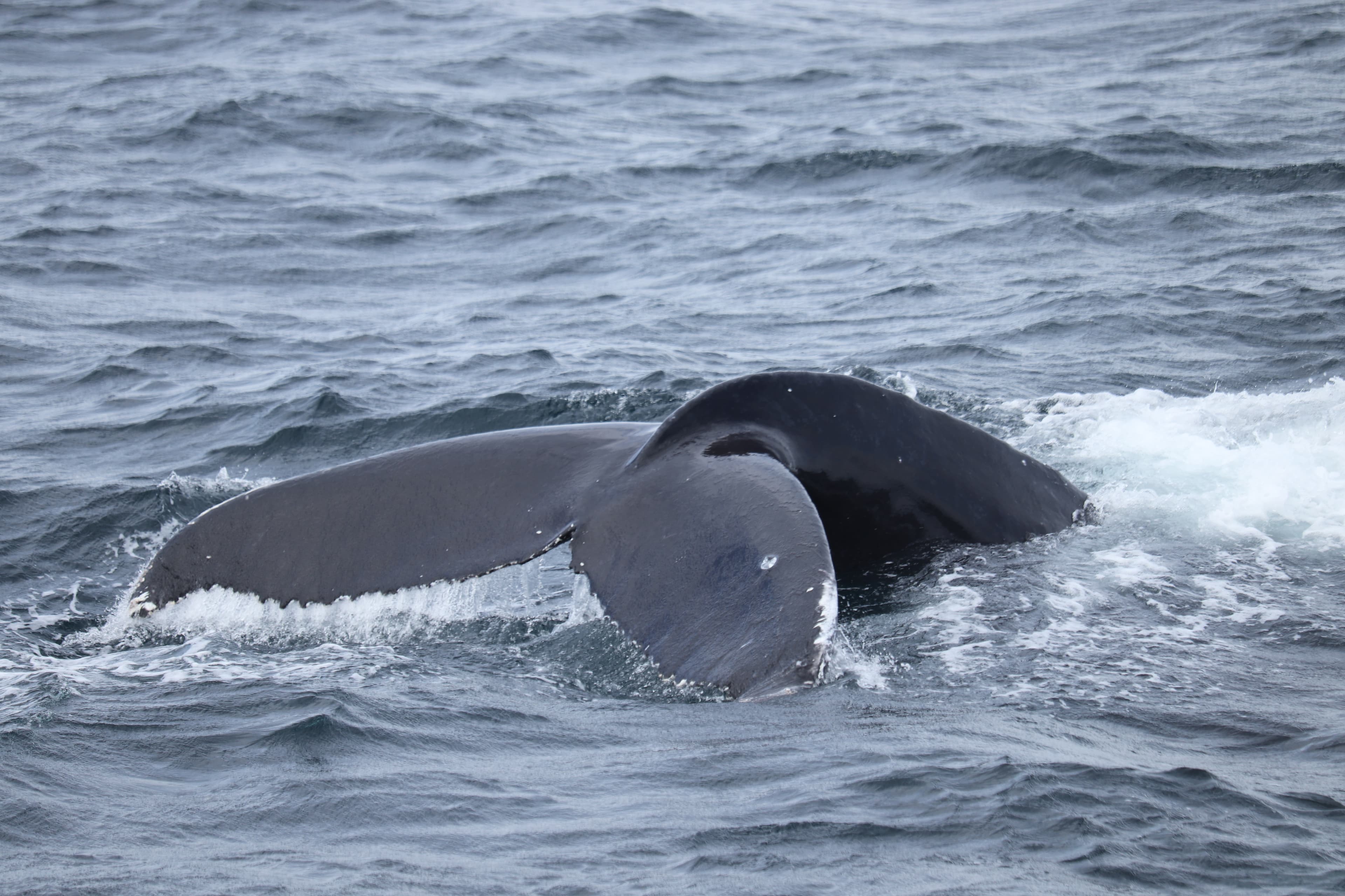Best Value Whale Watching tour from Reykjavik - photo 24
