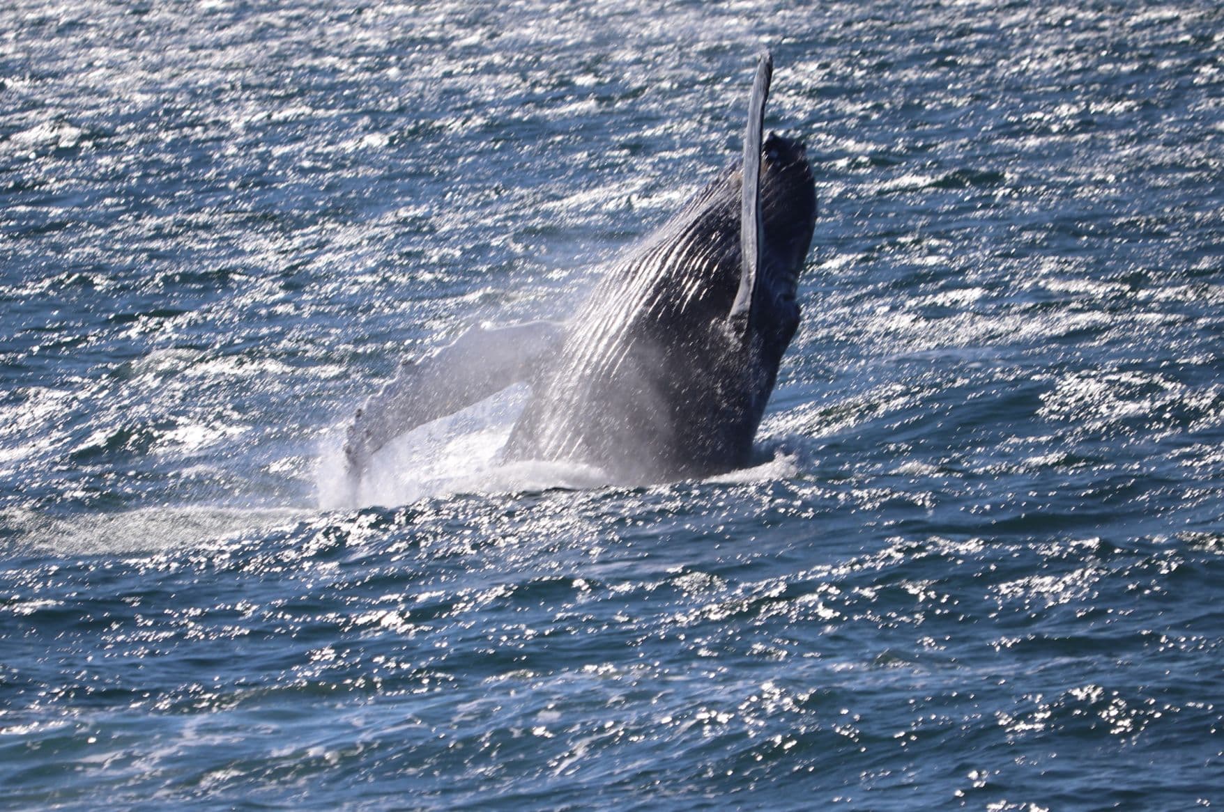 Whale Watching & Lava Show Reykjavik: Nature's Breathtaking Spectacle - photo 10