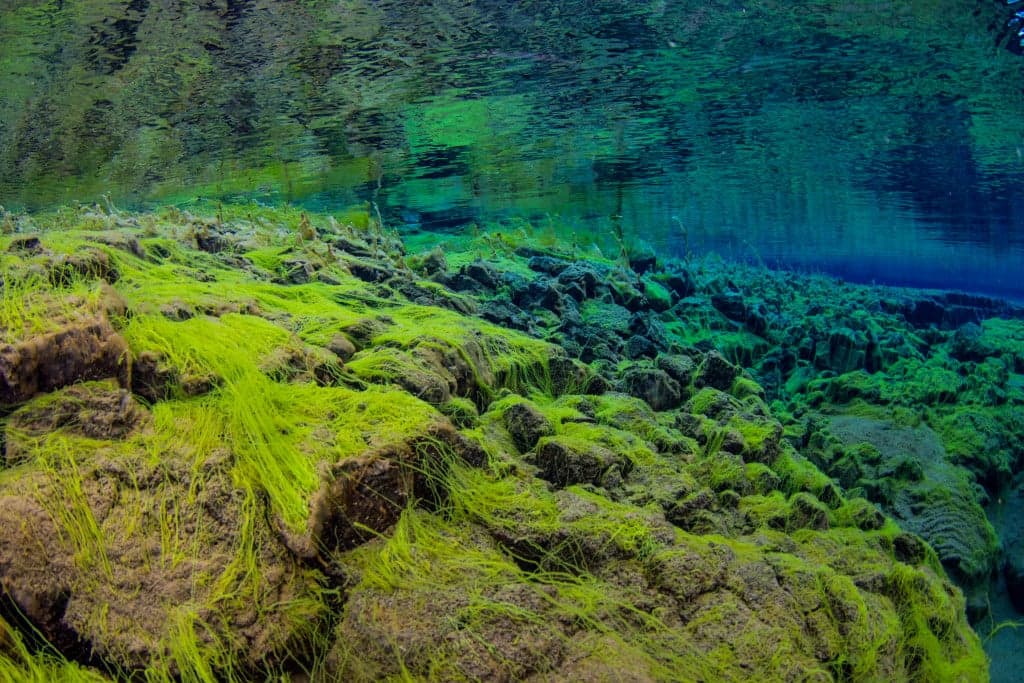 The Tectonic Dive Day Tour