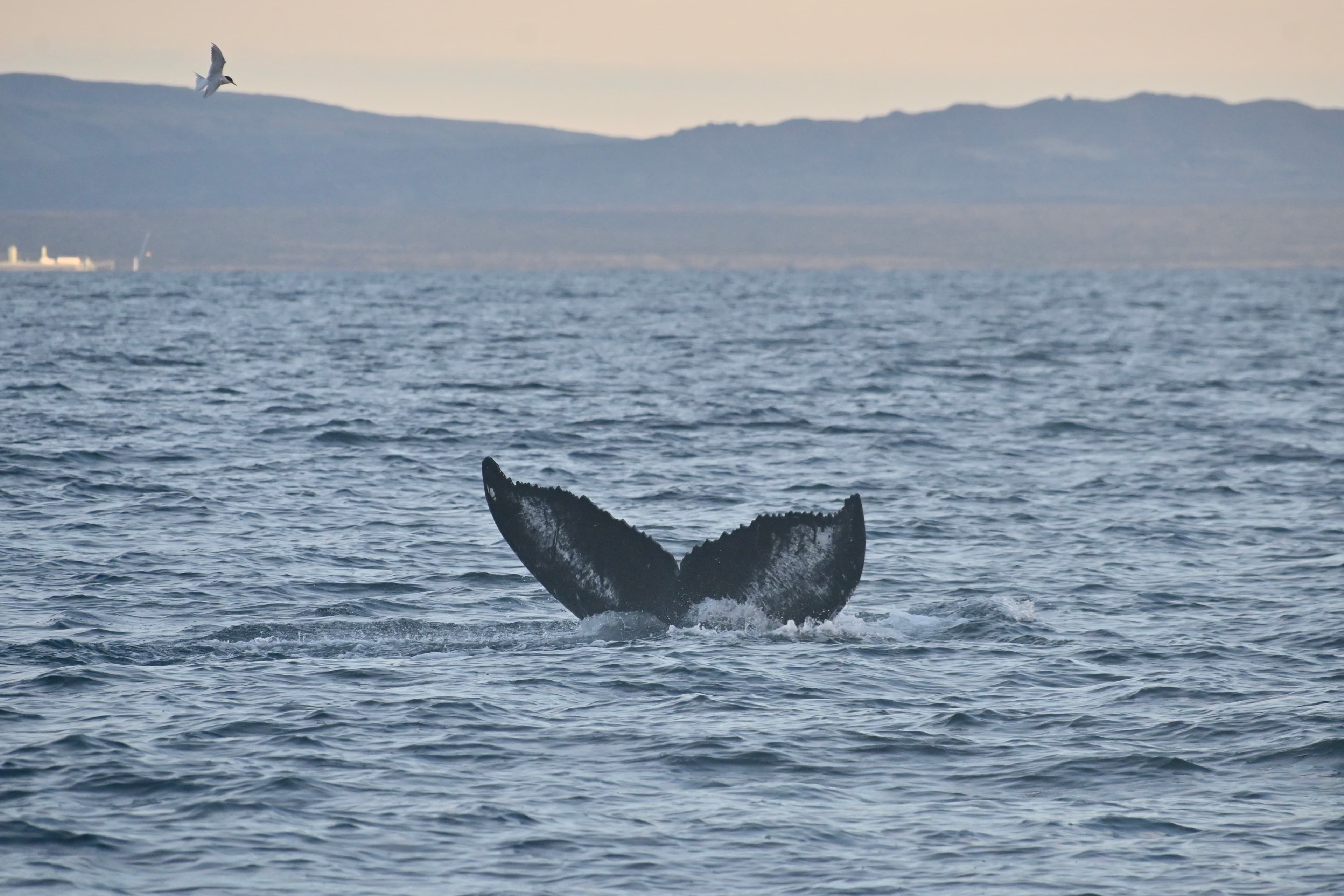 Reykjavík Premium Whales in the Midnight Sun - photo 13