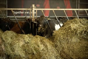Private tour: Golden Circle and Farm Lunch in Minivan - photo 18