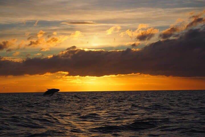 Húsavík: Midnight-Sun Whale Watching - photo 3