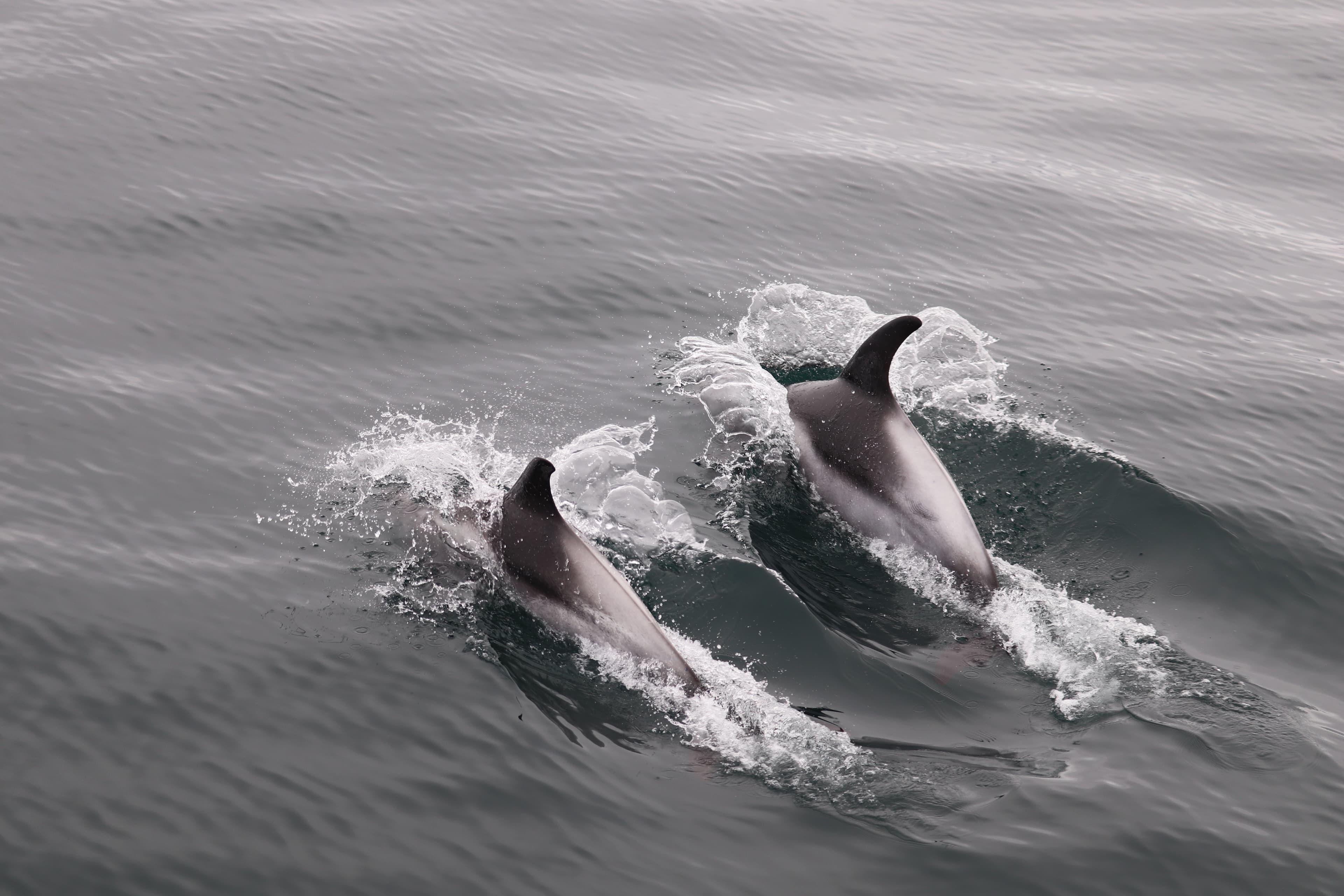 Whales & Sea Angling