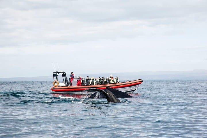 Big Whales & Puffins RIB boat tour - photo 2