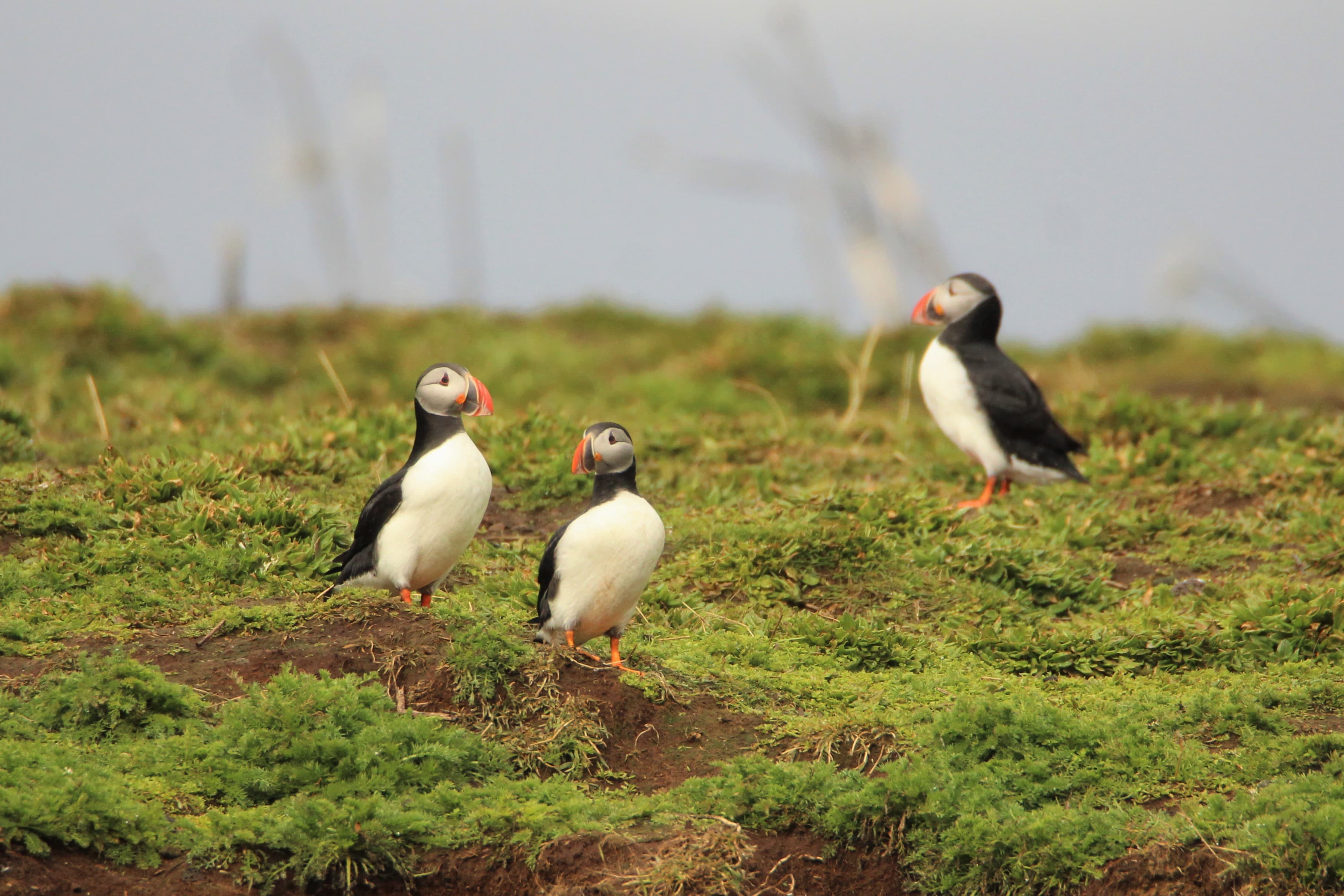 Premium Puffin Tour - photo 14